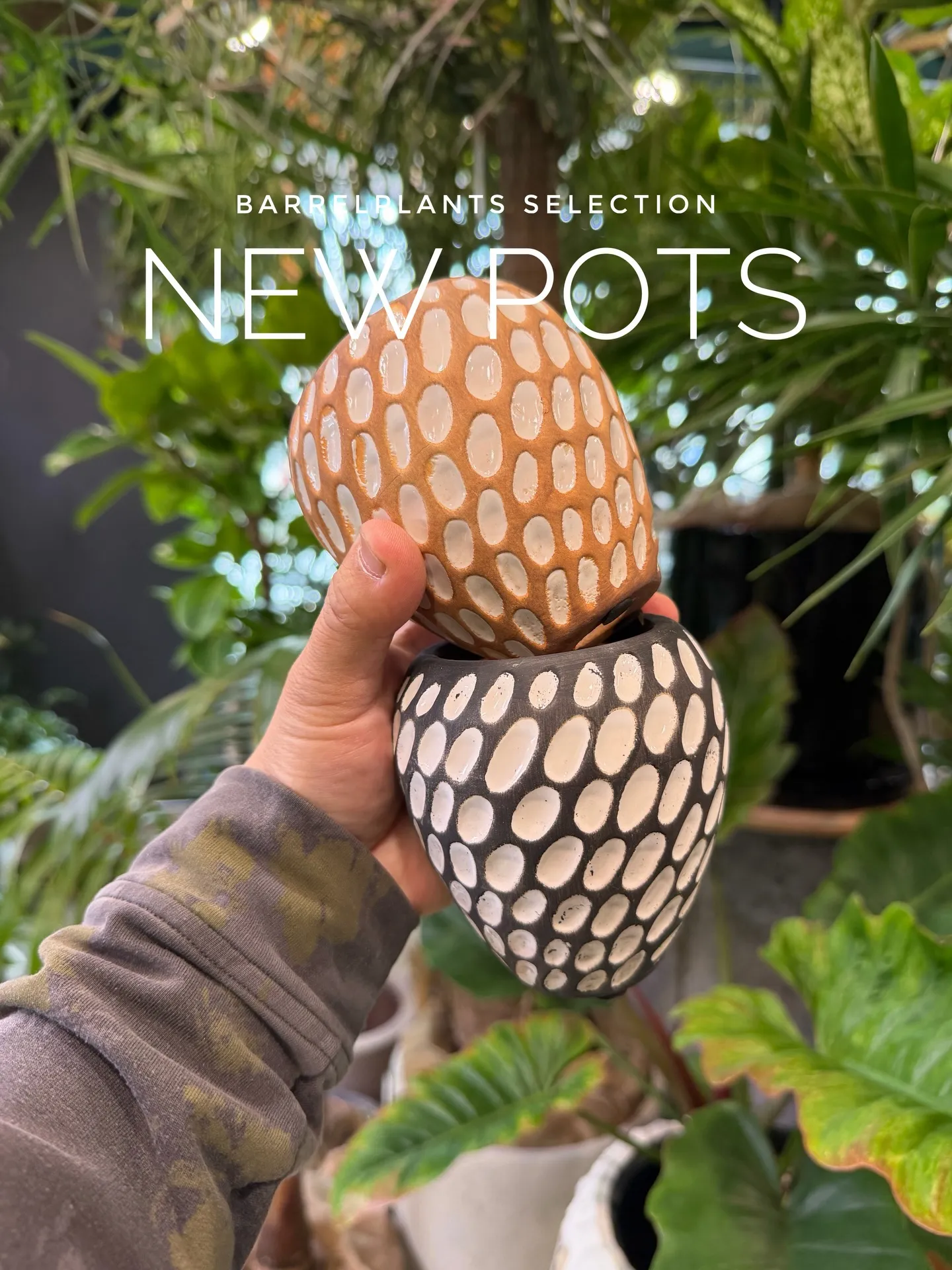 新作の鉢、入荷しました。