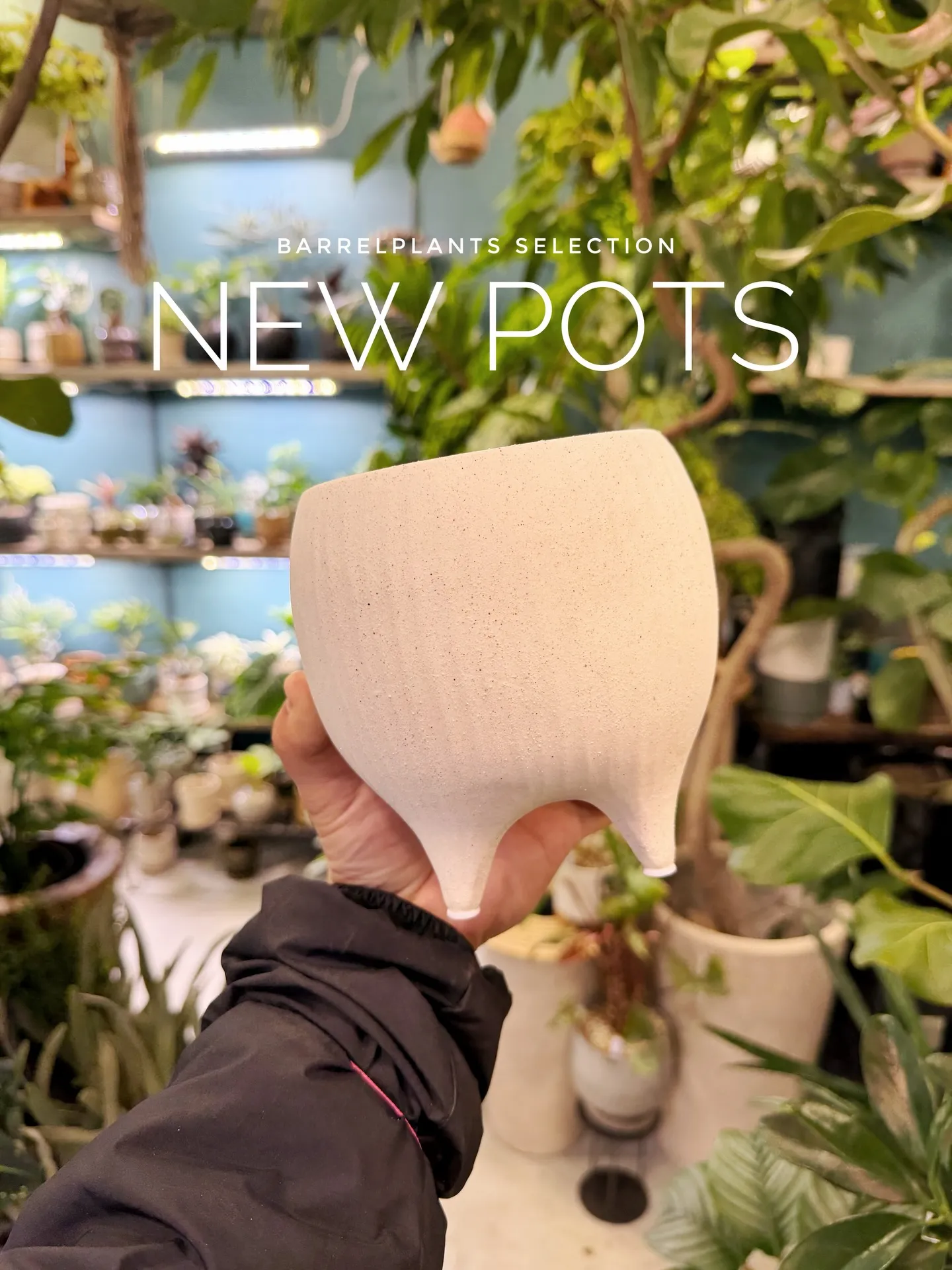 新作の鉢、入荷しました。