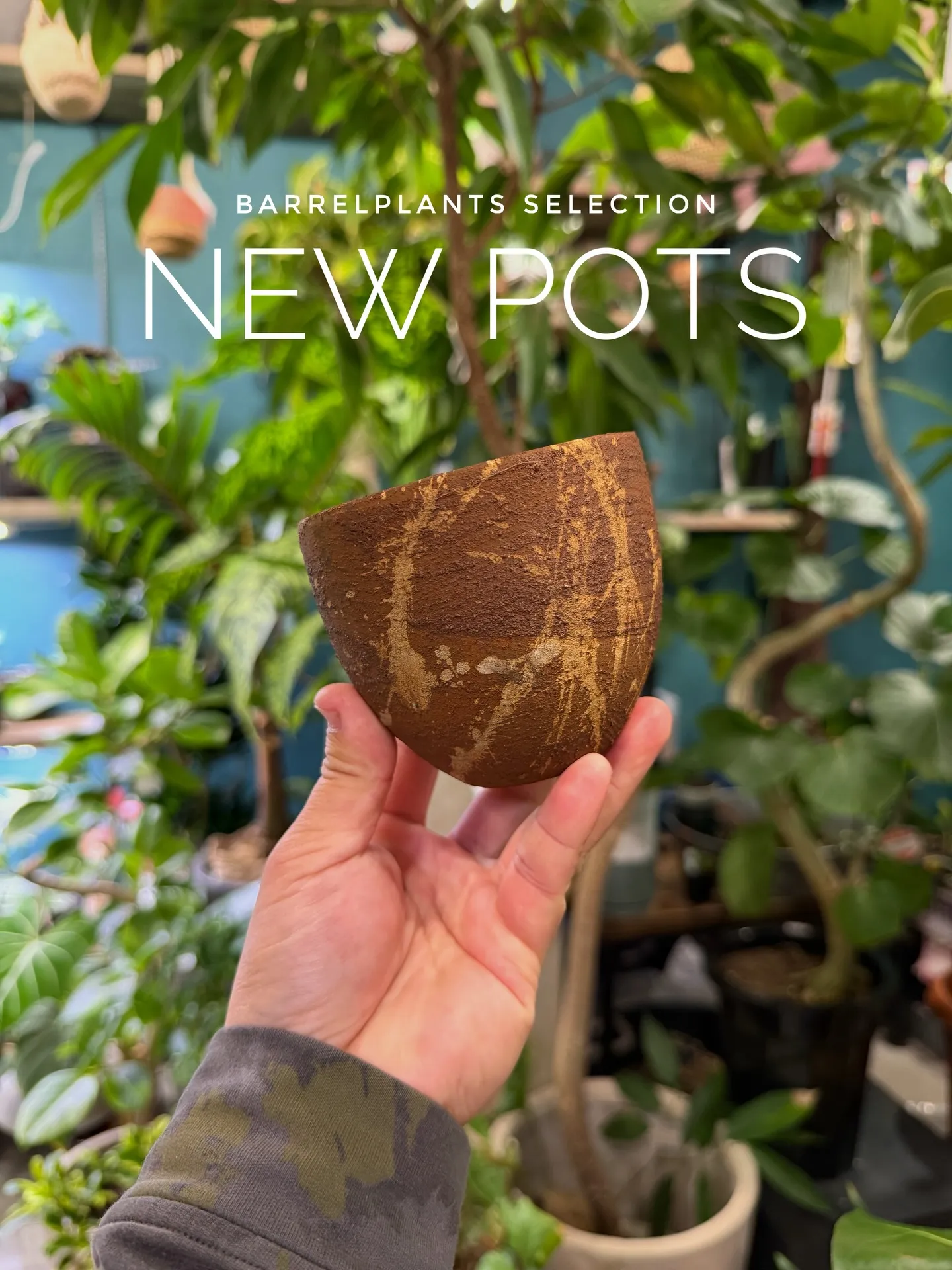 新作の鉢、入荷しました。