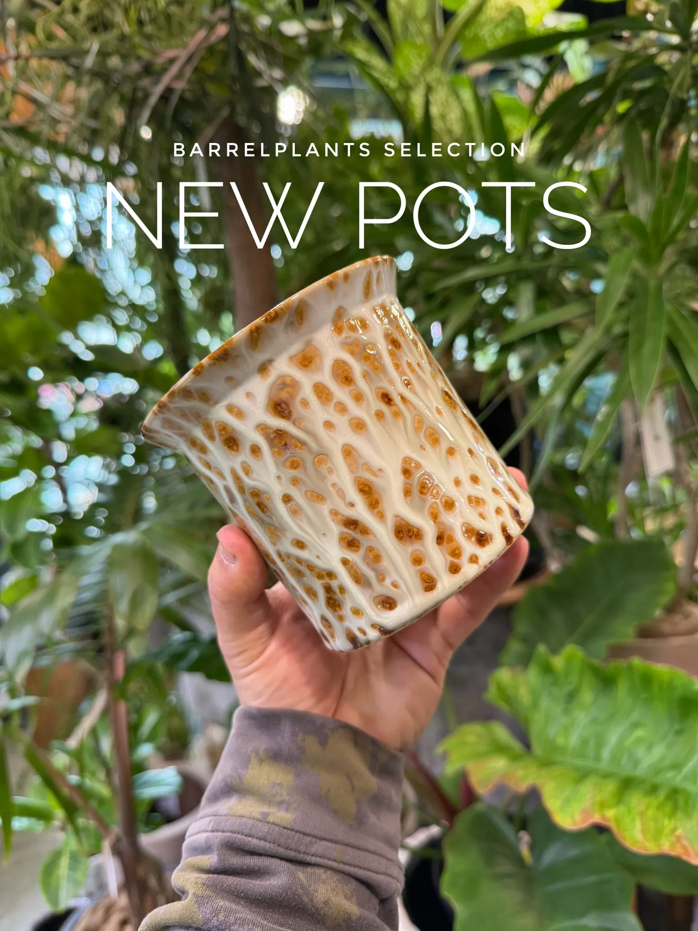 新作の鉢、入荷しました。