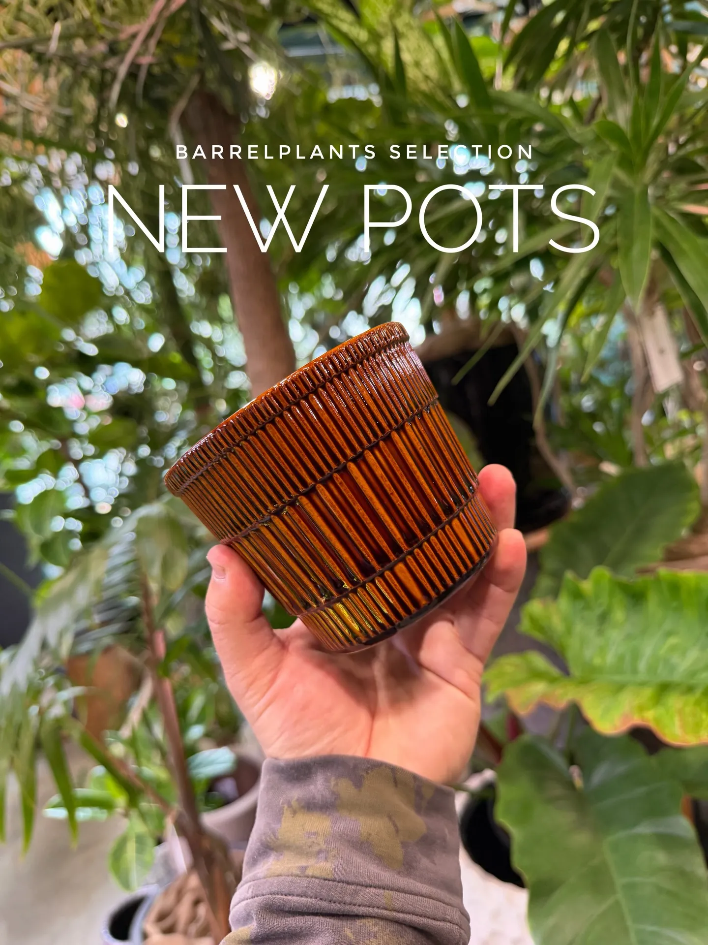 新作の鉢、入荷しました。