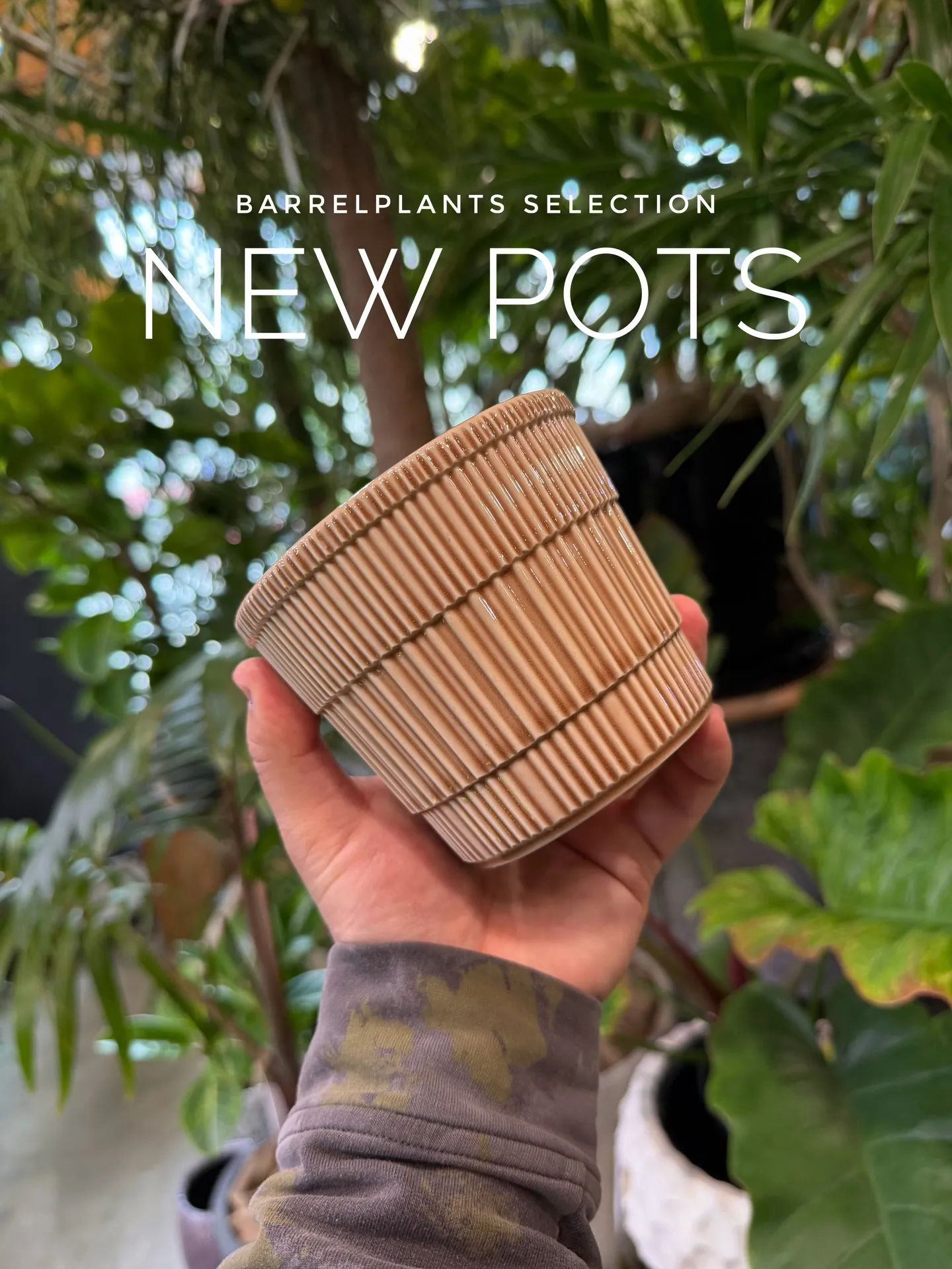 新作の鉢、入荷しました。