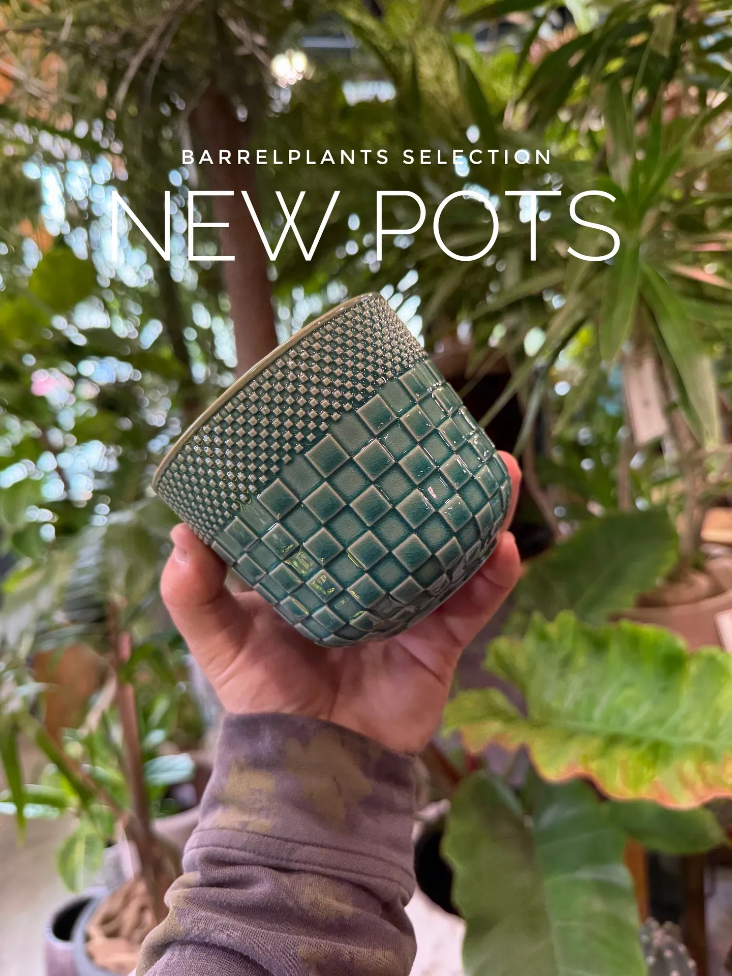 新作の鉢、入荷しました。