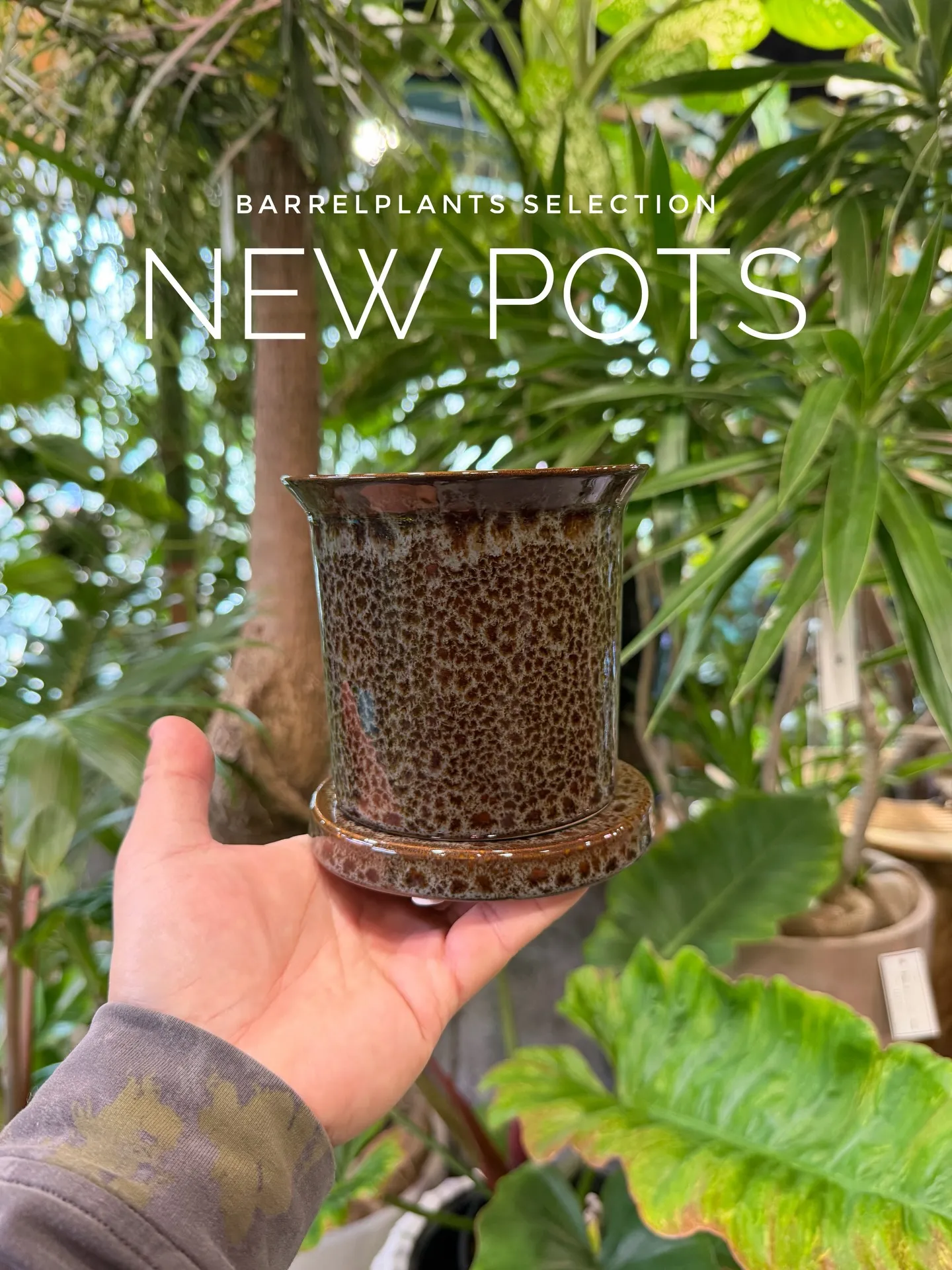 新作の鉢、入荷しました。