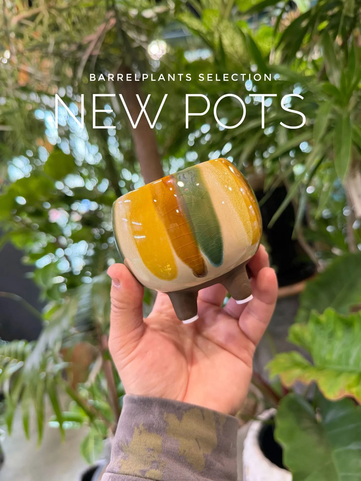 新作の鉢、入荷しました。