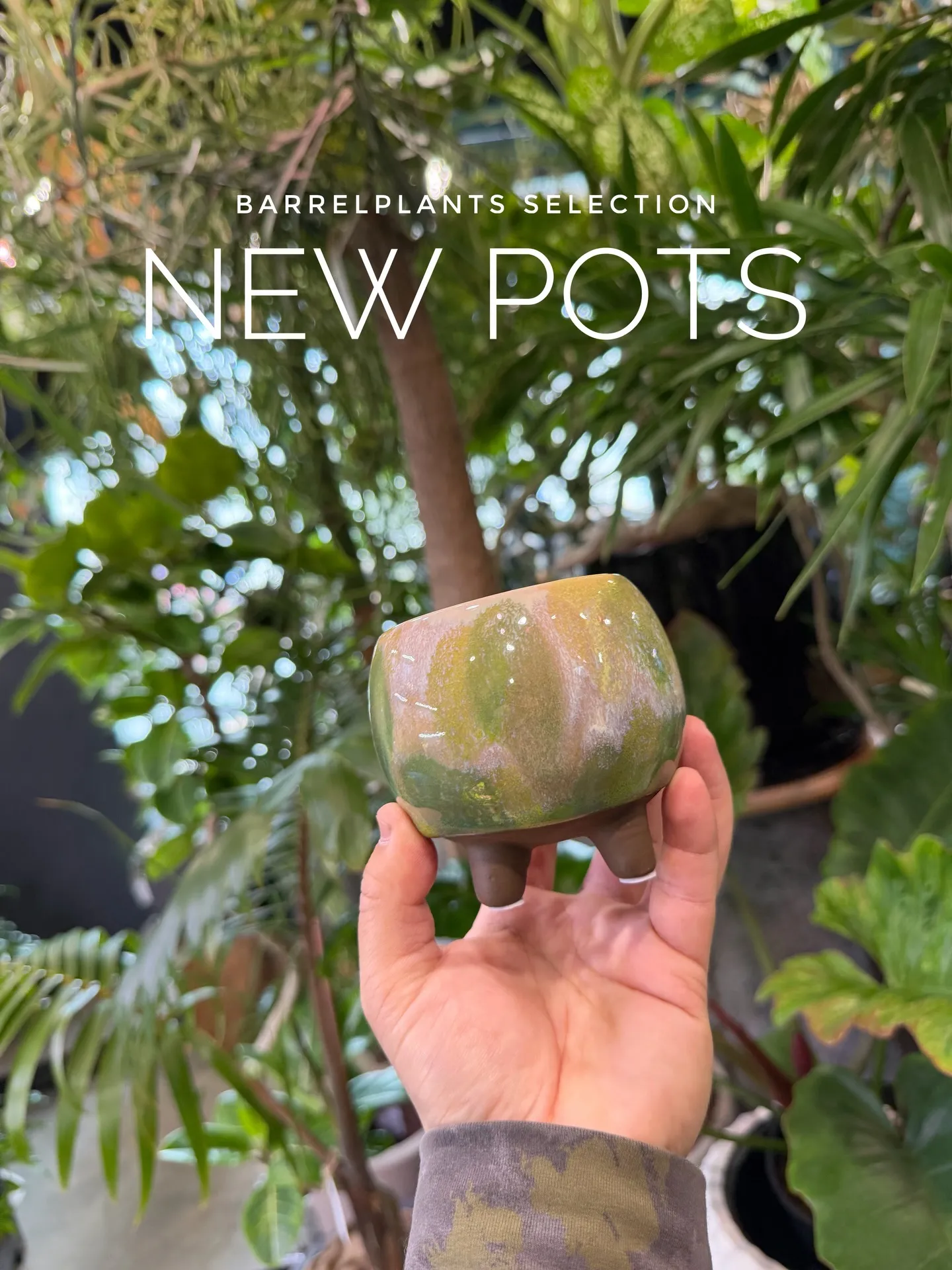 新作の鉢、入荷しました。