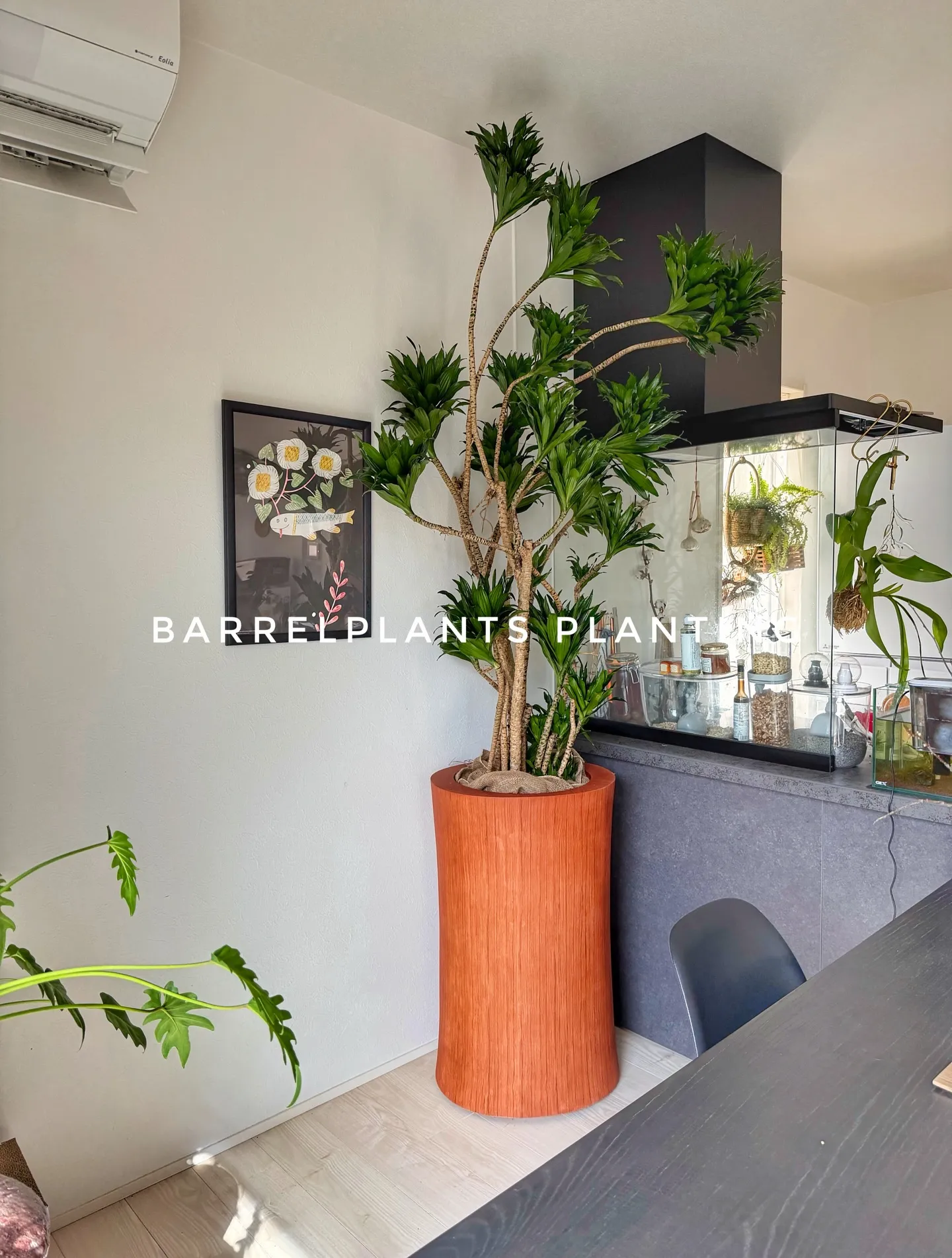 球根は土派？水耕派？