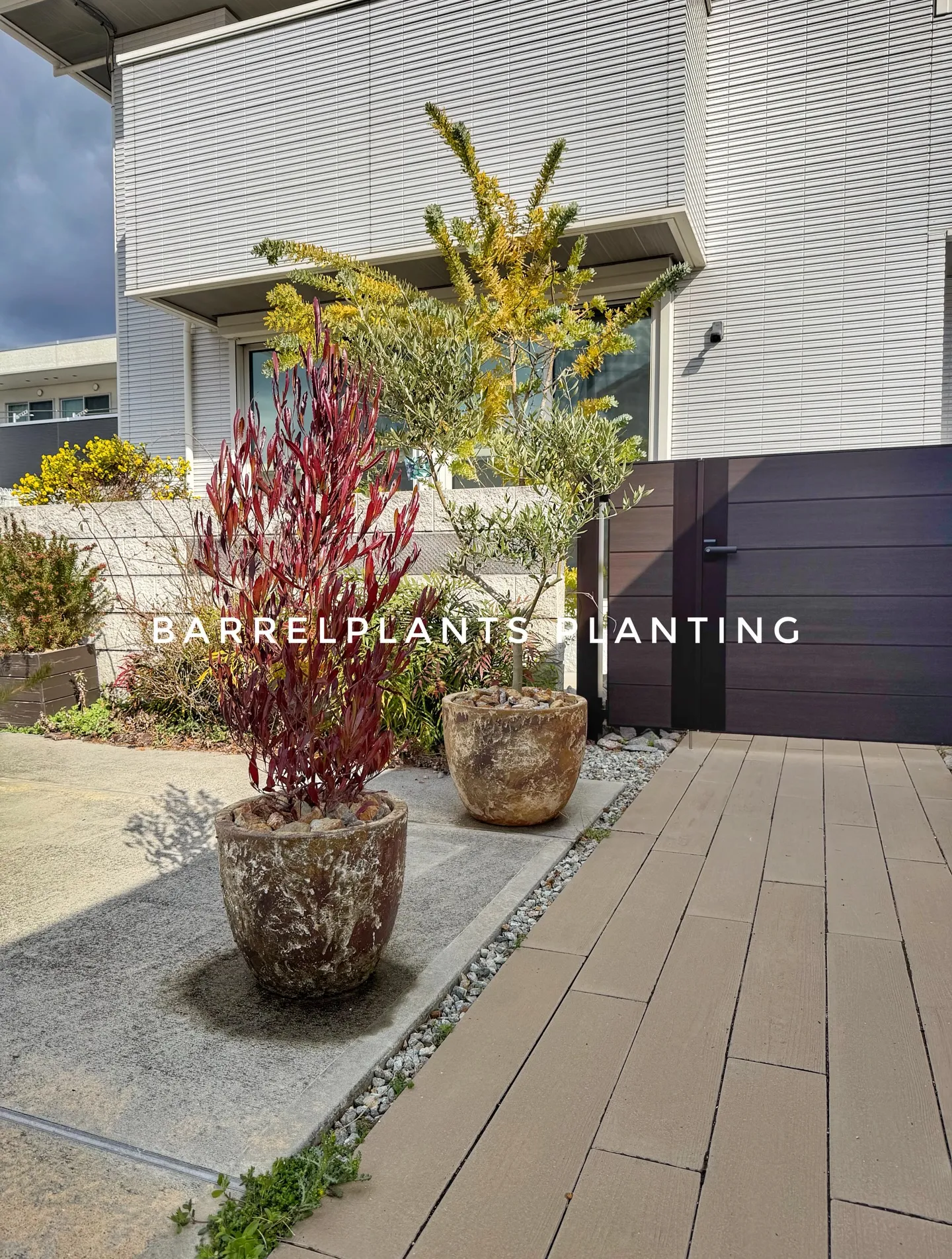 球根は土派？水耕派？