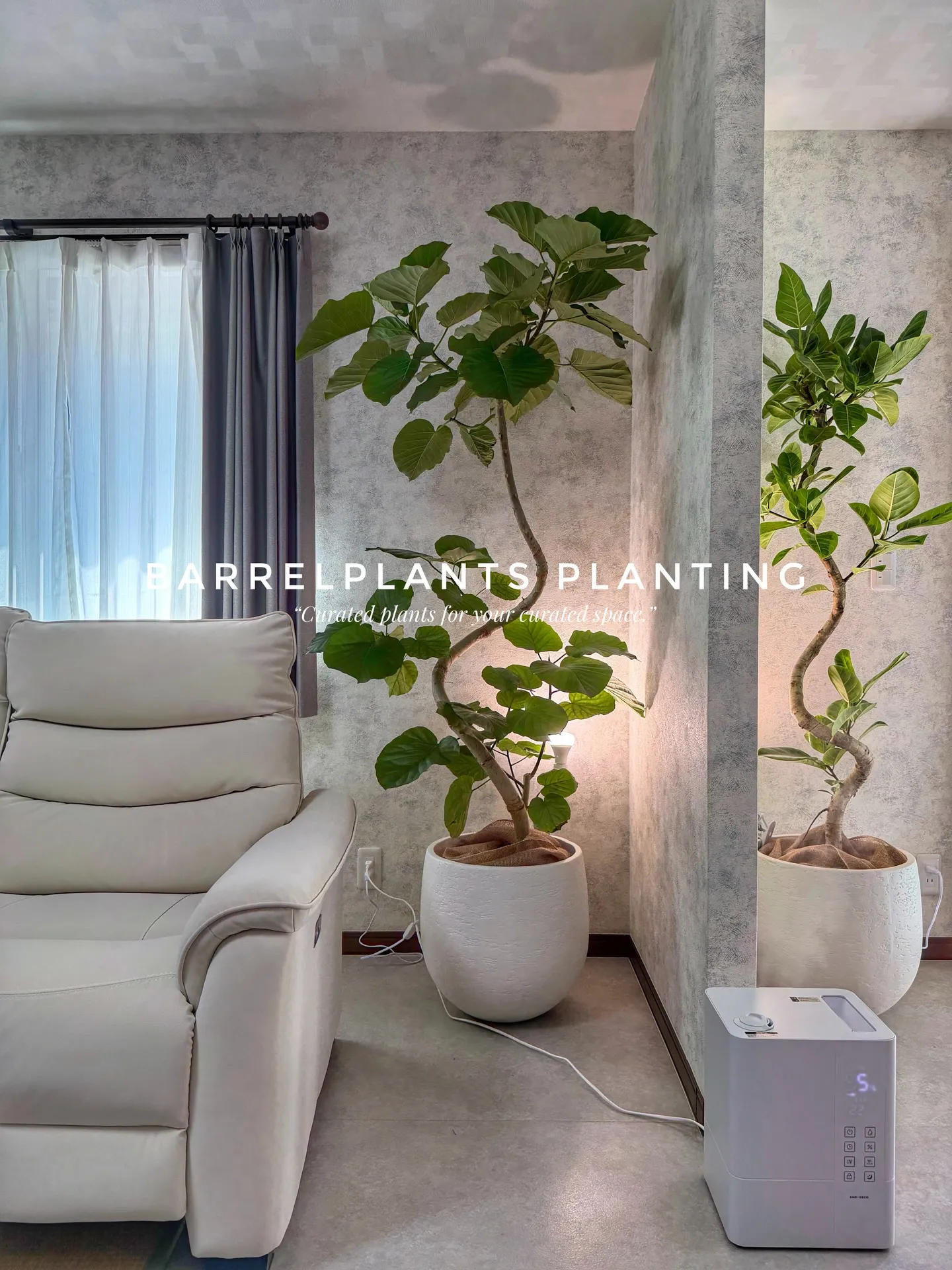 バーレルプランツの配達記録：ウンベラータで整う空間