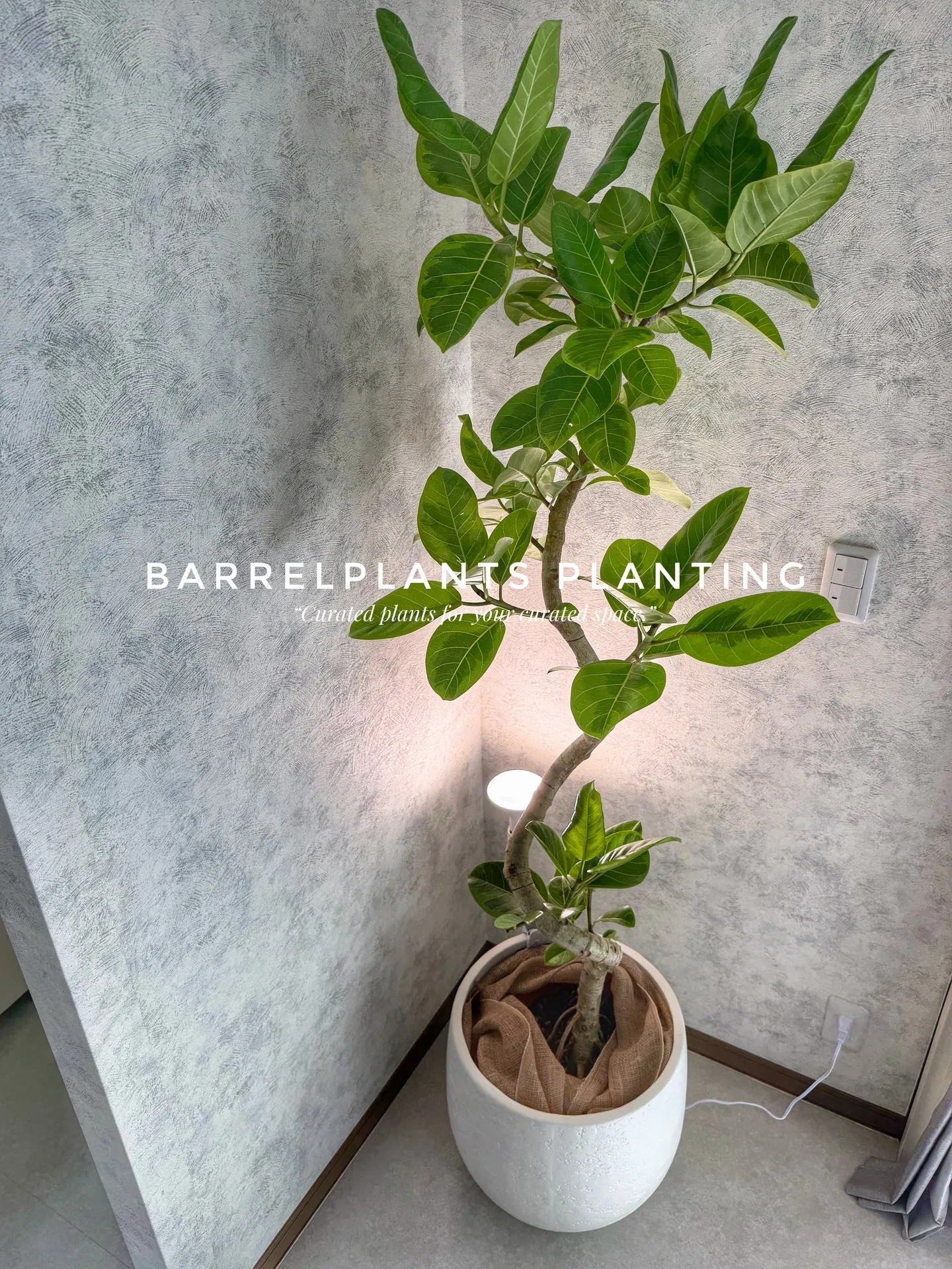 バーレルプランツの配達記録：ウンベラータで整う空間