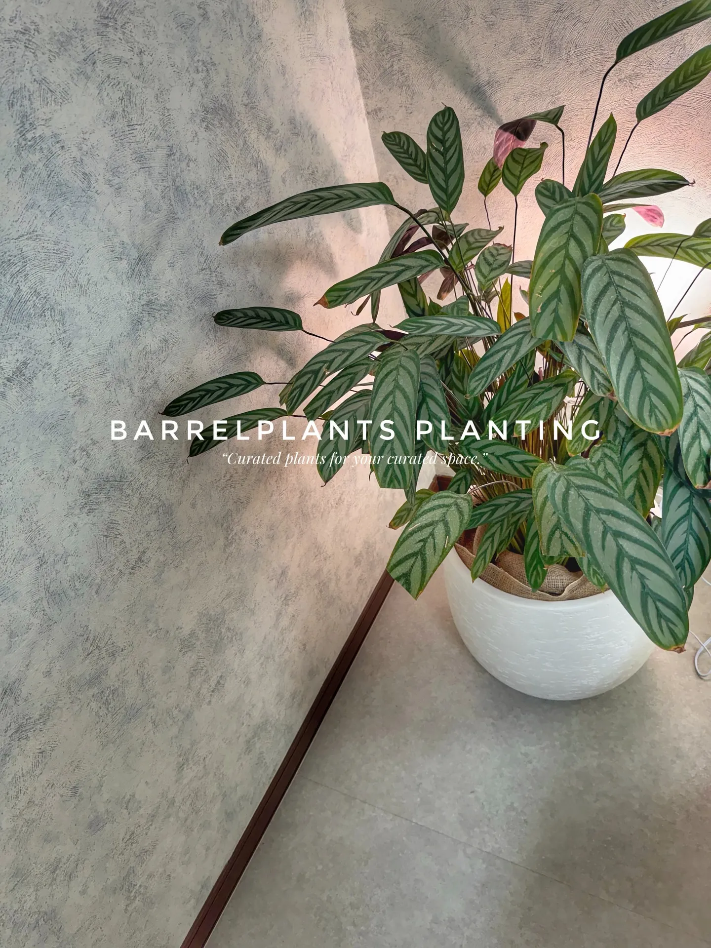 バーレルプランツの配達記録：ウンベラータで整う空間