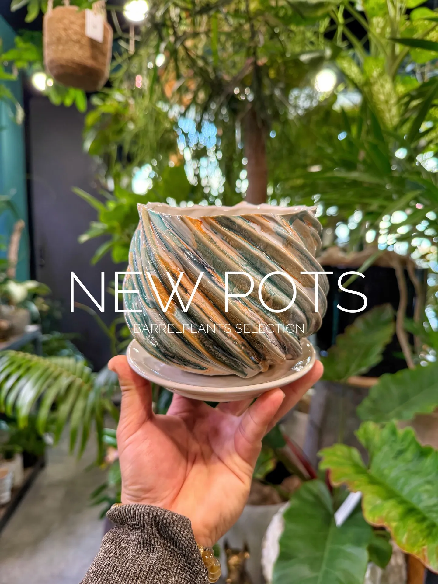 新作のおすすめ鉢が入荷しました。