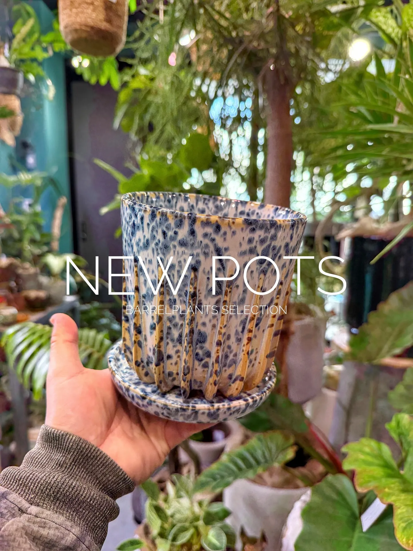 新作のおすすめ鉢が入荷しました。