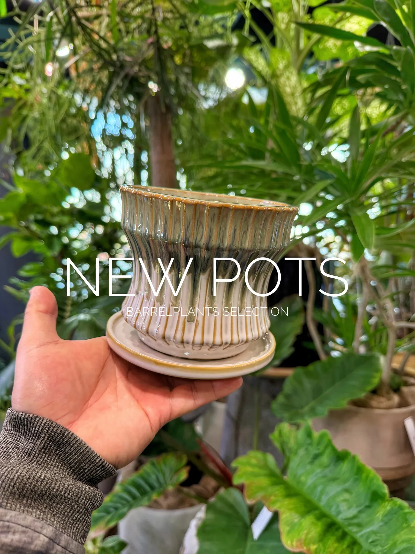 新作のおすすめ鉢が入荷しました。