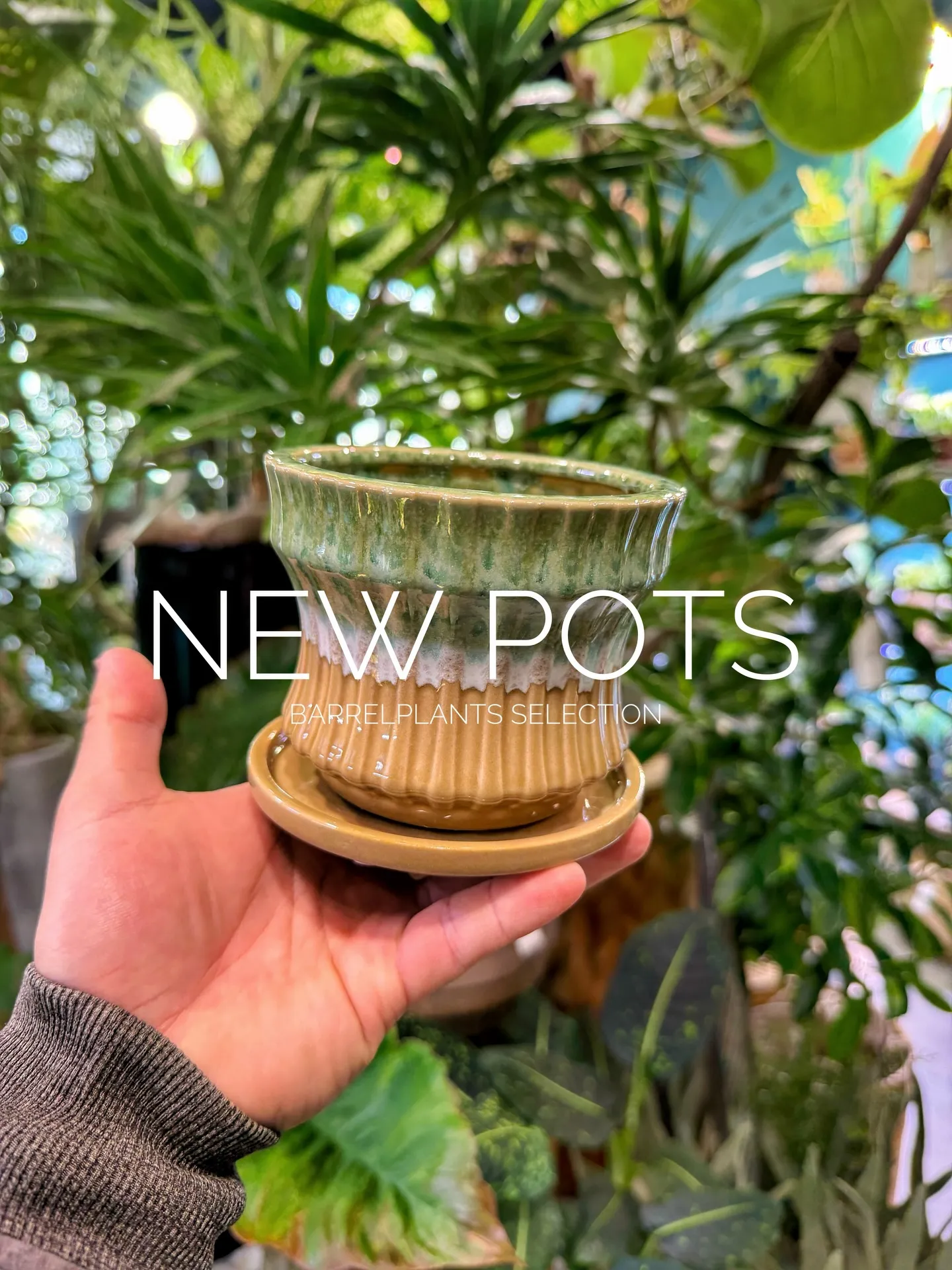 新作のおすすめ鉢が入荷しました。