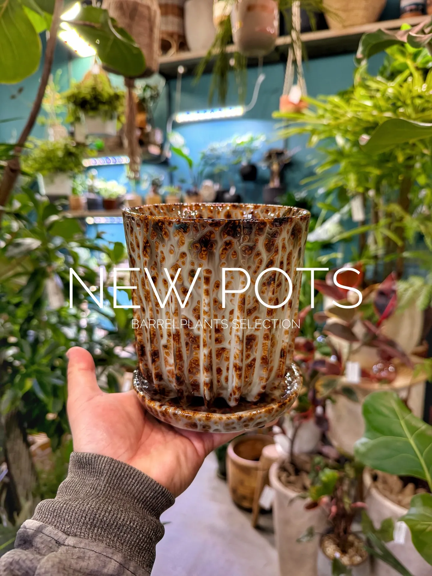 新作のおすすめ鉢が入荷しました。