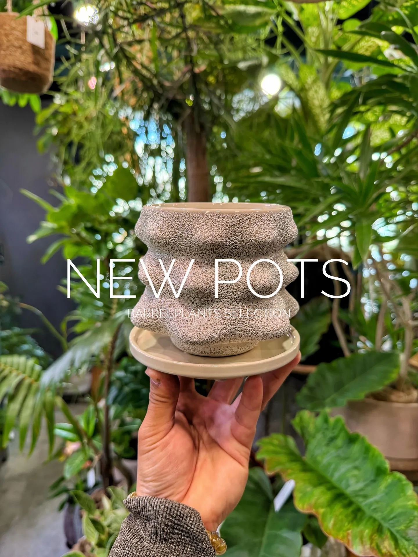 新作のおすすめ鉢が入荷しました。