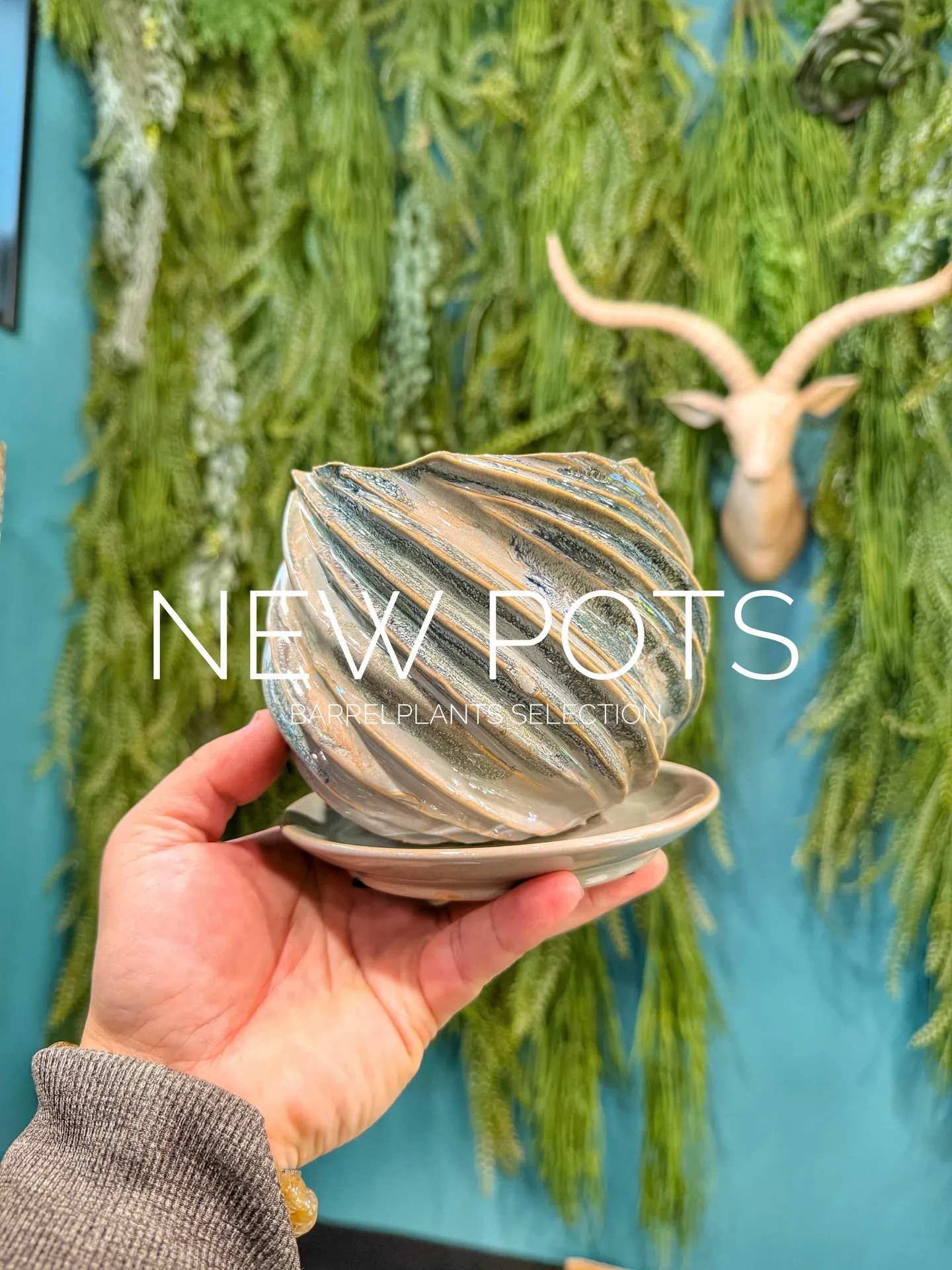 新作のおすすめ鉢が入荷しました。