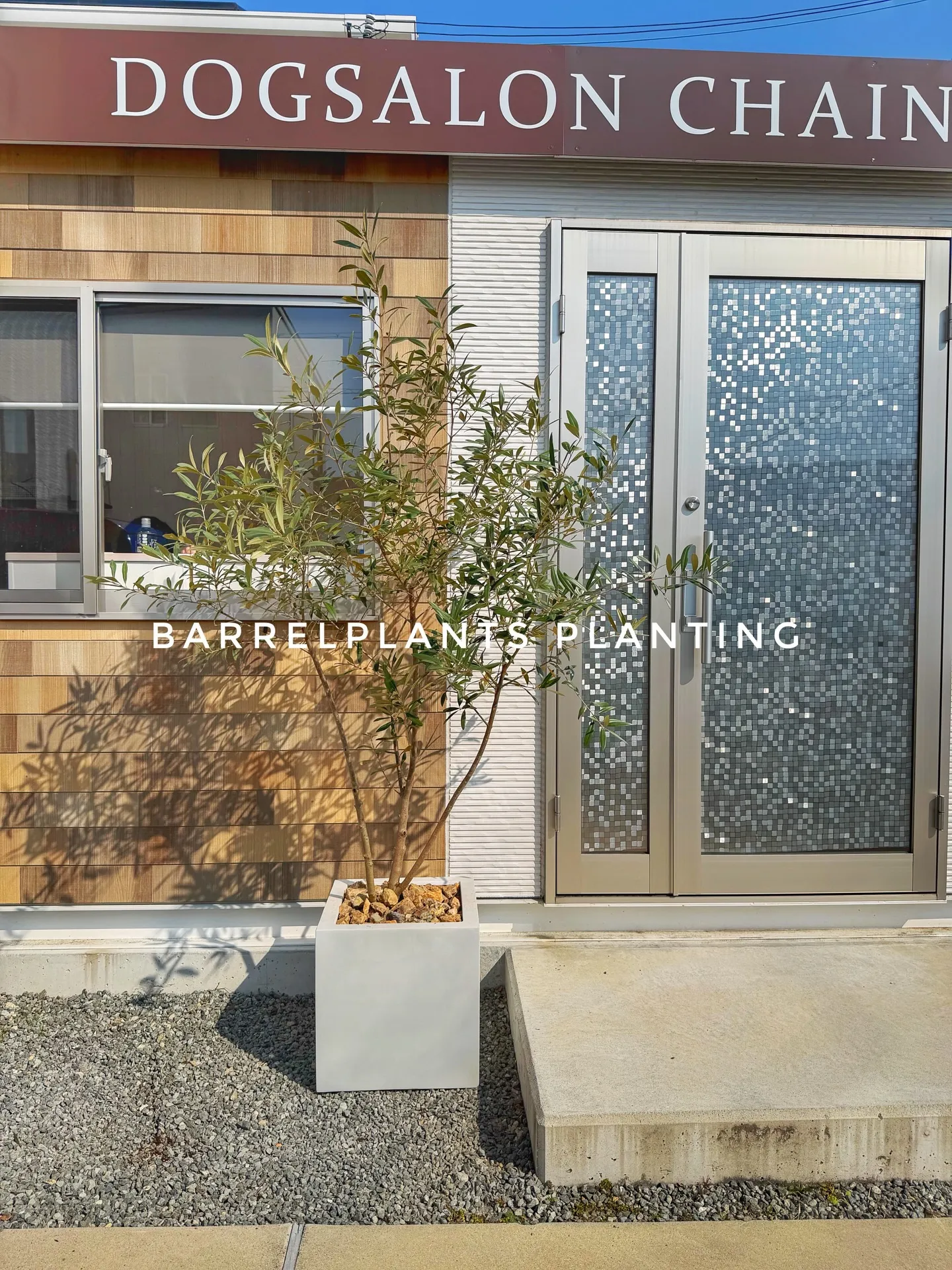 新作のおすすめ鉢が入荷しました。