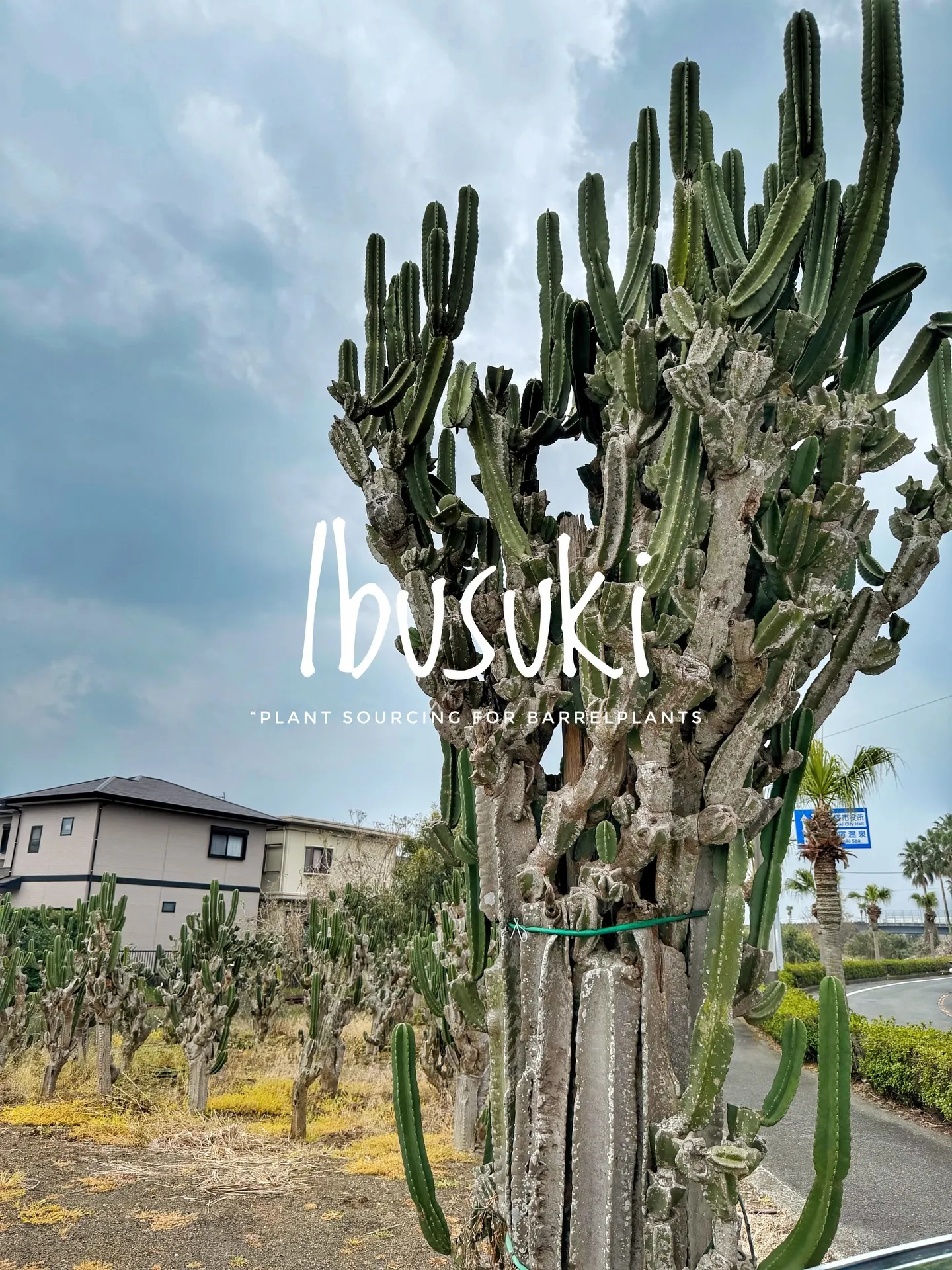 【指宿でしか出逢えない植物を求めて。