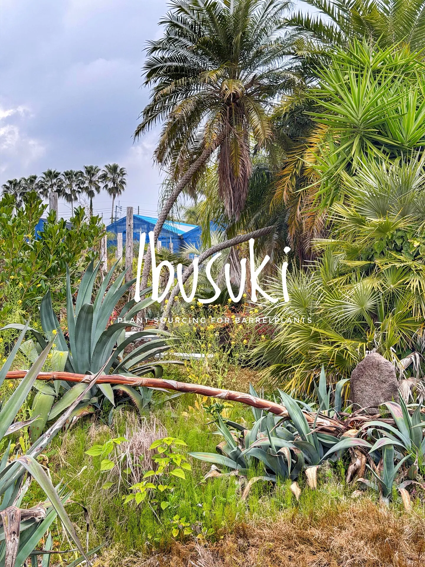 【指宿でしか出逢えない植物を求めて。