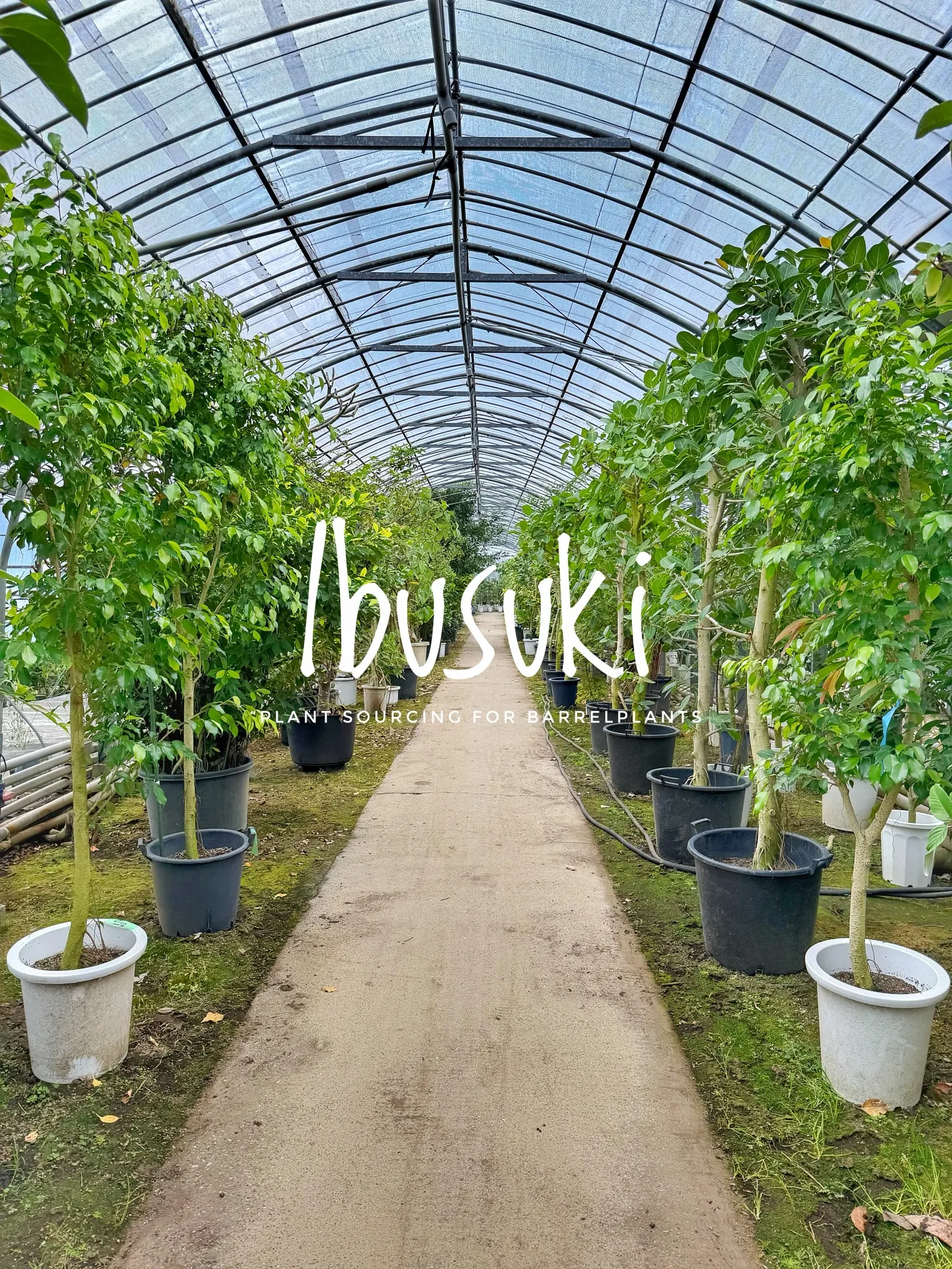 【指宿でしか出逢えない植物を求めて。