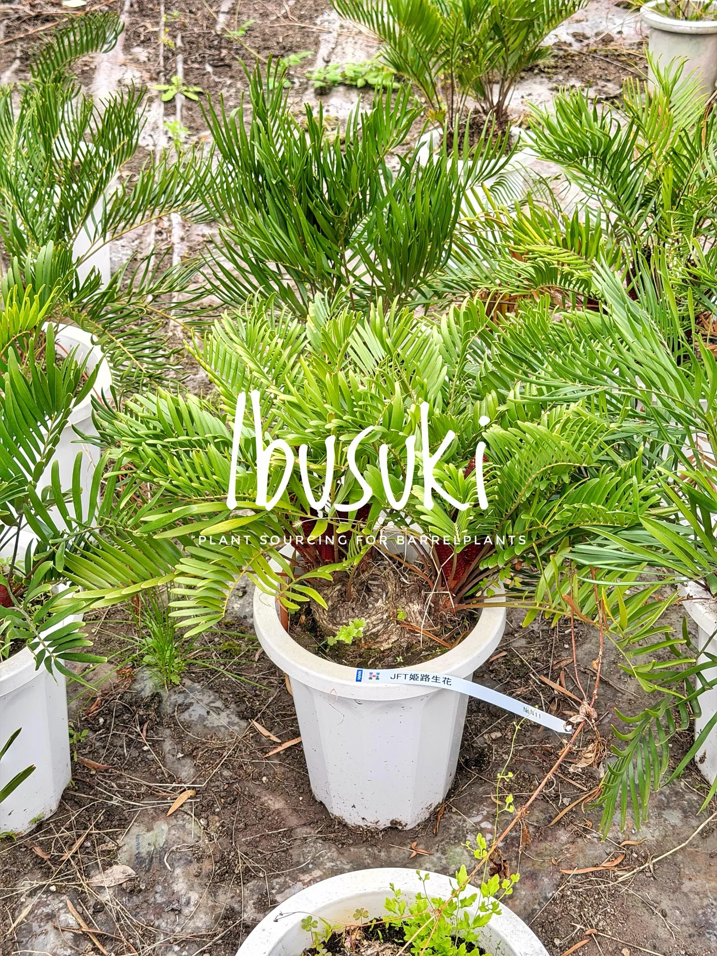 【指宿でしか出逢えない植物を求めて。