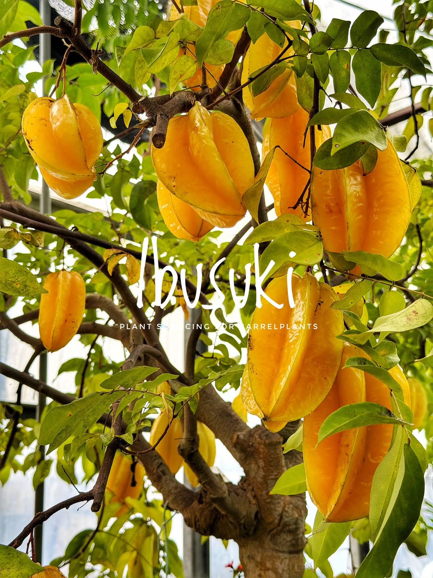 【指宿でしか出逢えない植物を求めて。