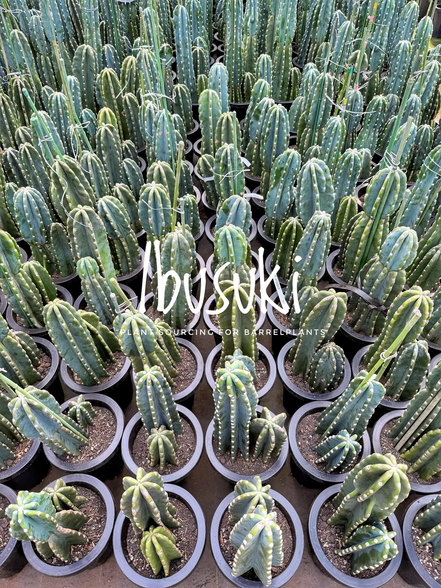 【指宿でしか出逢えない植物を求めて。