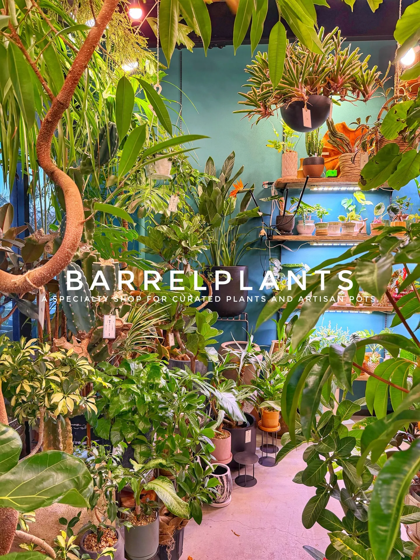 植物に囲まれる特別な時間。