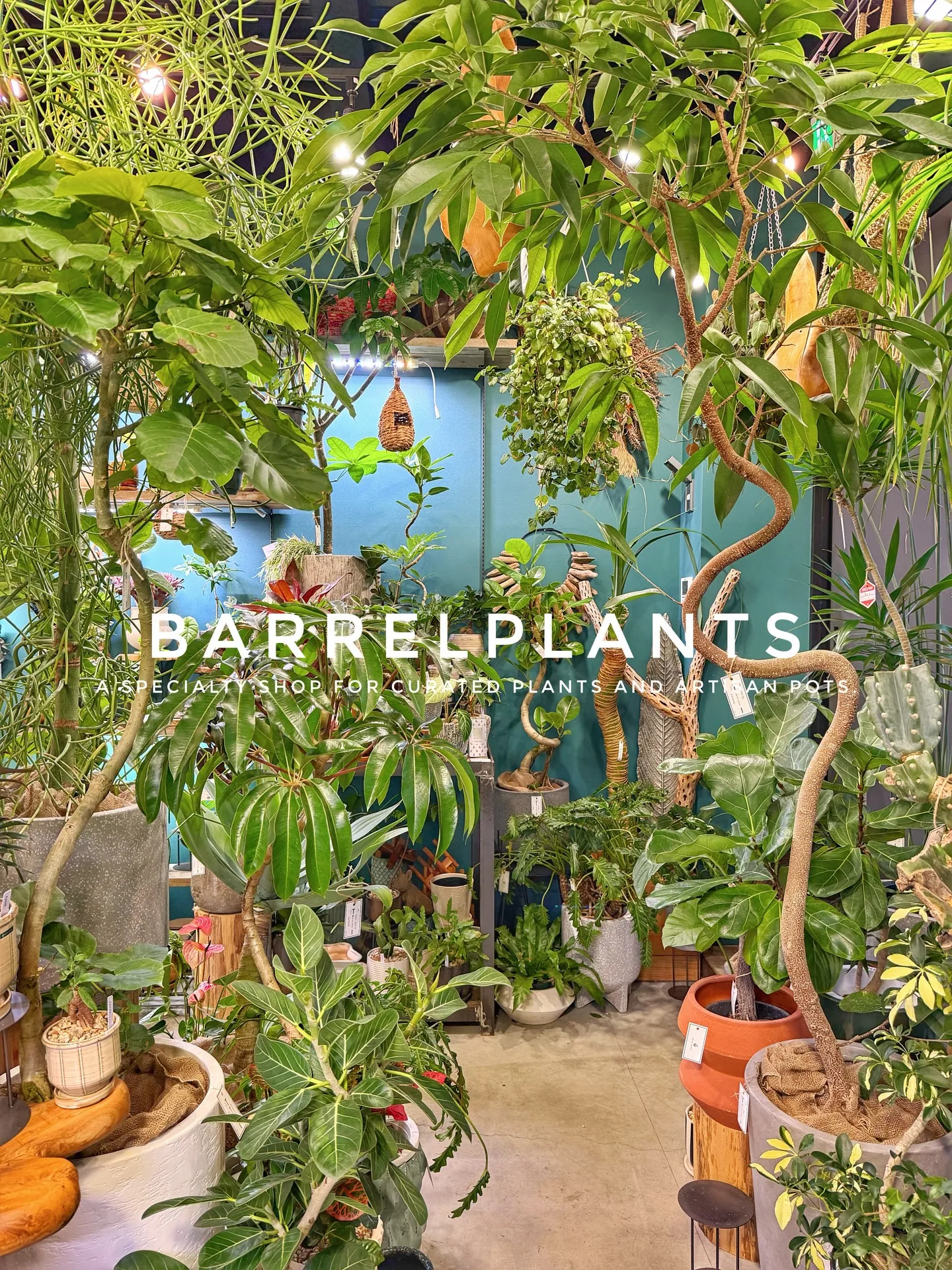 植物に囲まれる特別な時間。