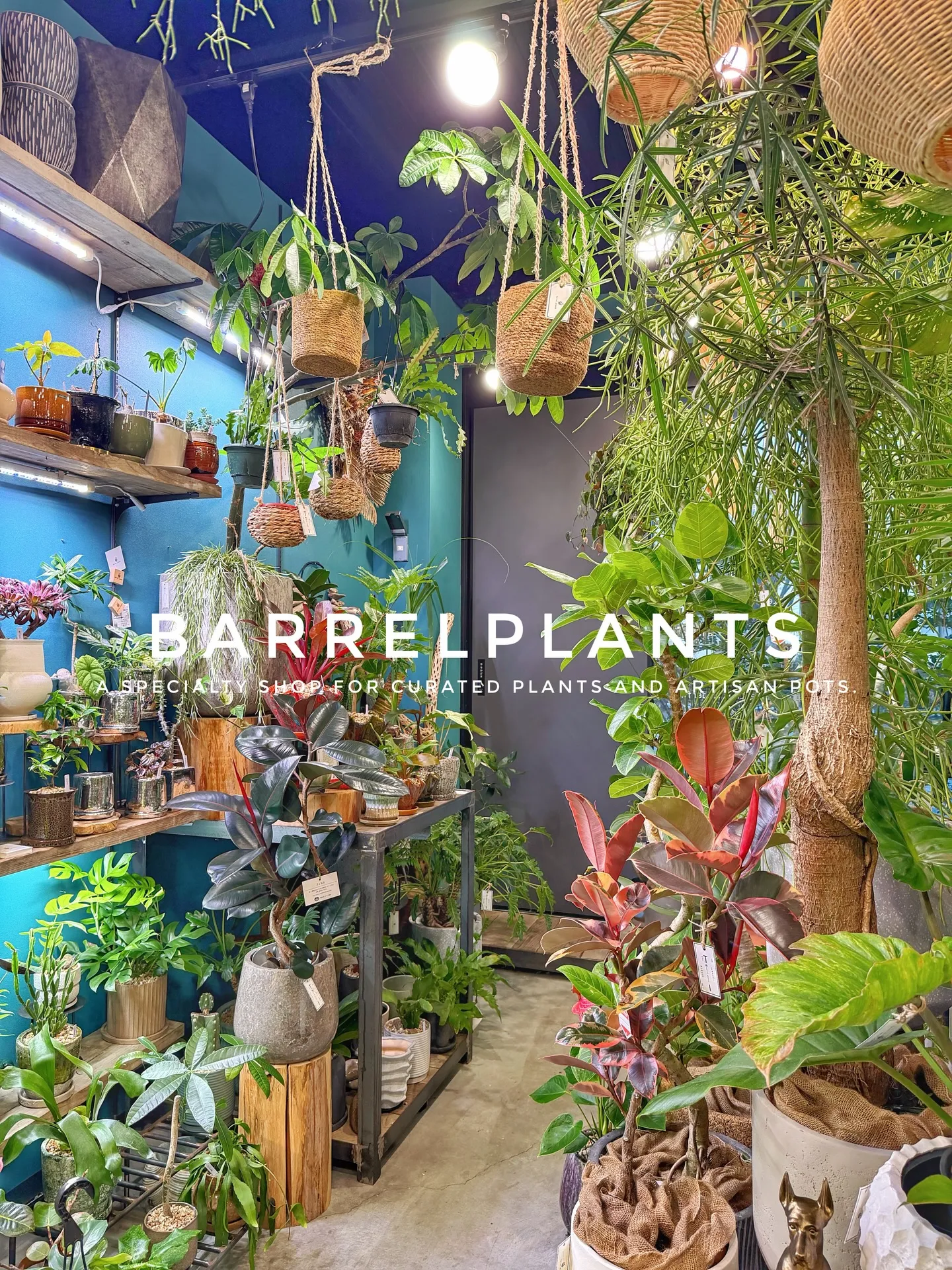 植物に囲まれる特別な時間。