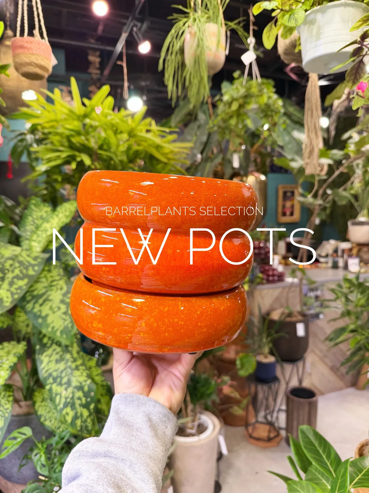 本日は新作鉢の入荷日です。