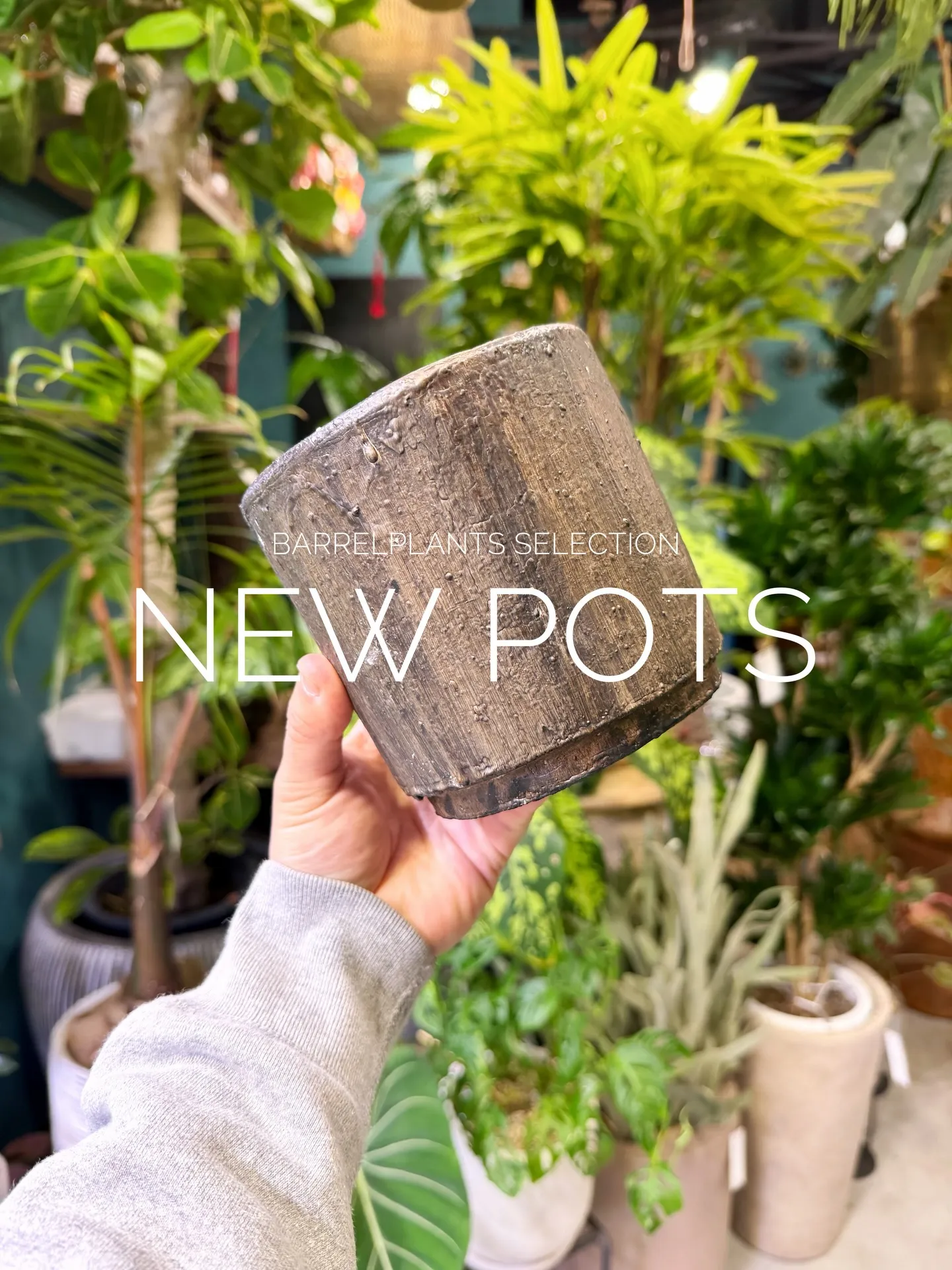 本日は新作鉢の入荷日です。