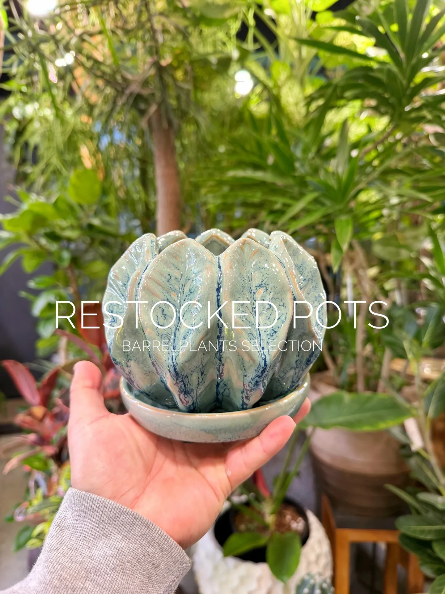 本日は新作鉢の入荷日です。