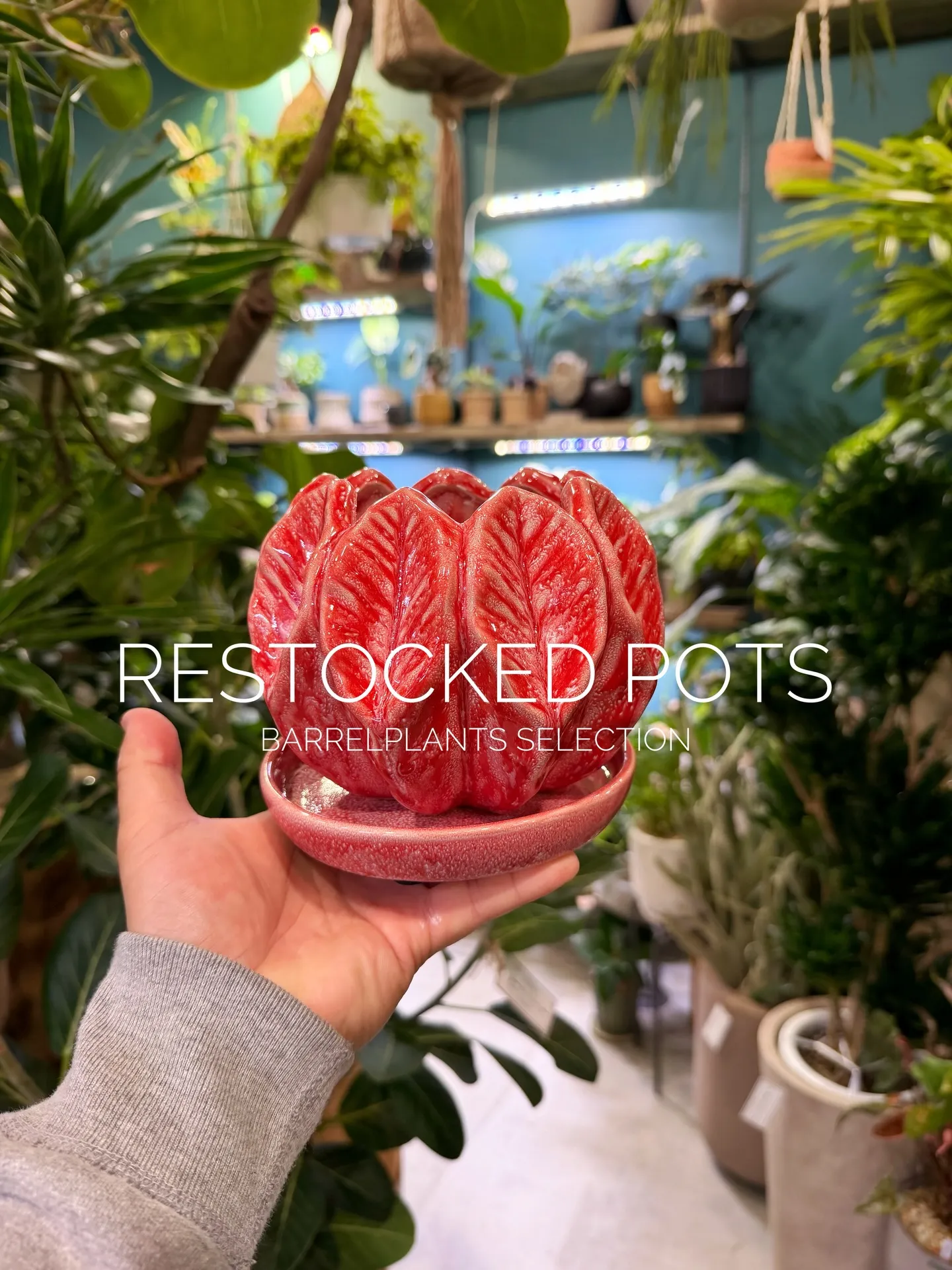 本日は新作鉢の入荷日です。