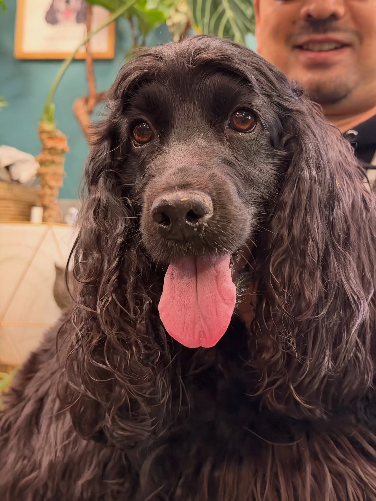 本日は新作鉢の入荷日です。