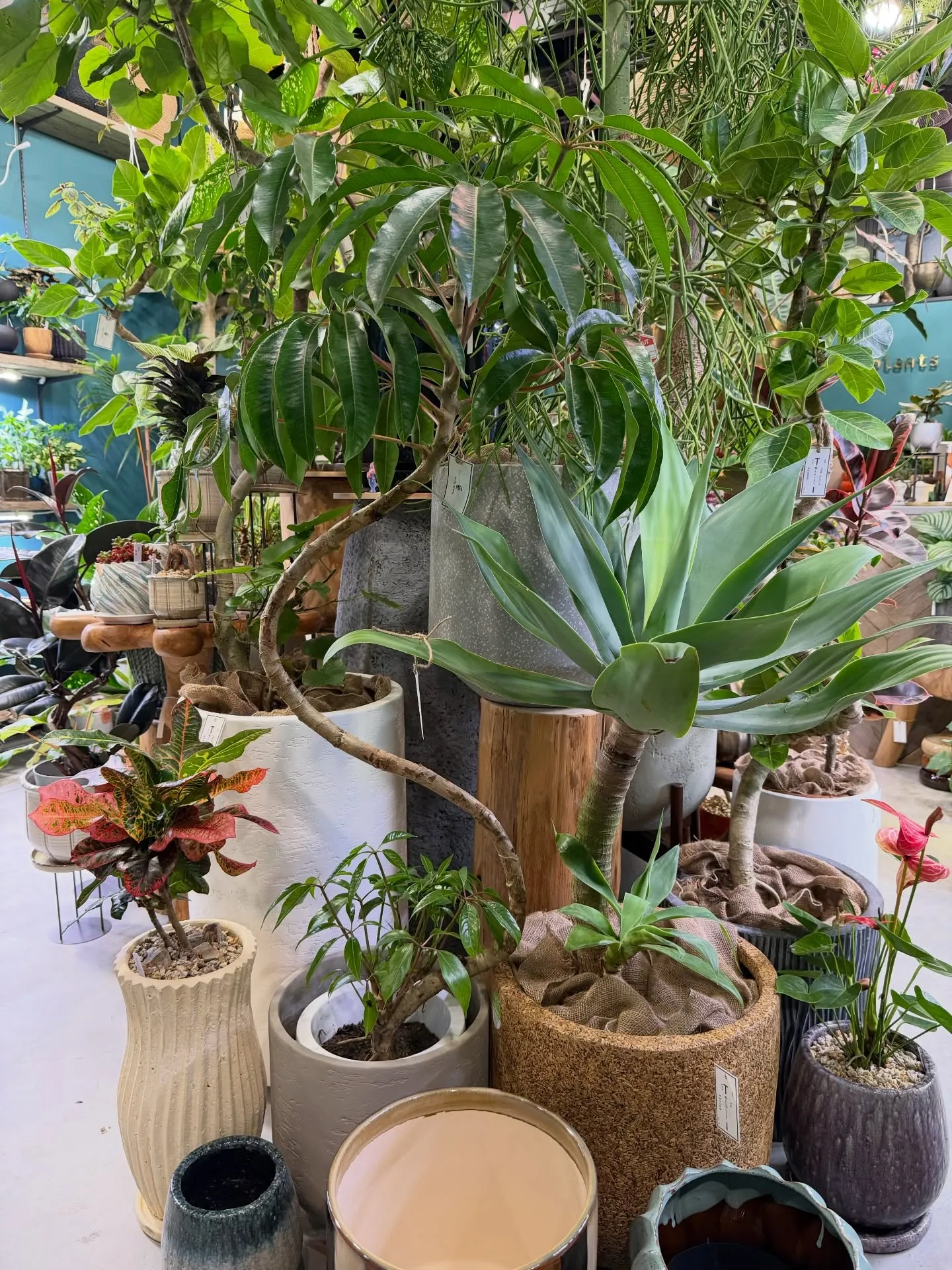 奥さんが独断と偏見で選ぶ!