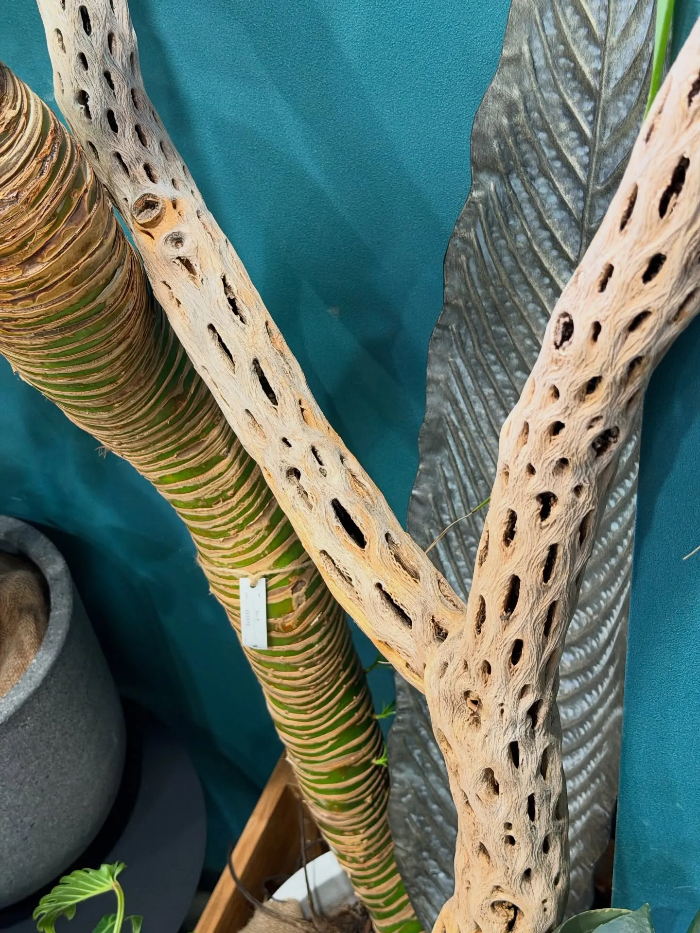 奥さんが独断と偏見で選ぶ!