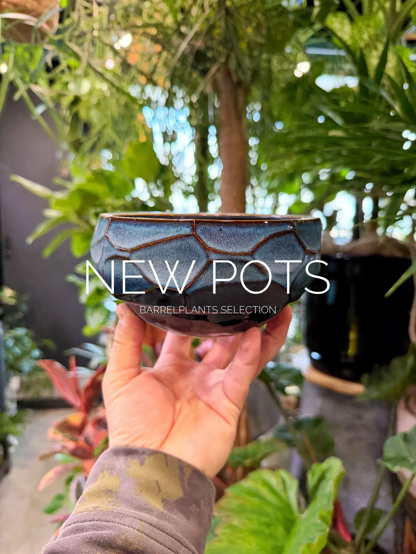 New Shigaraki Pot Collection