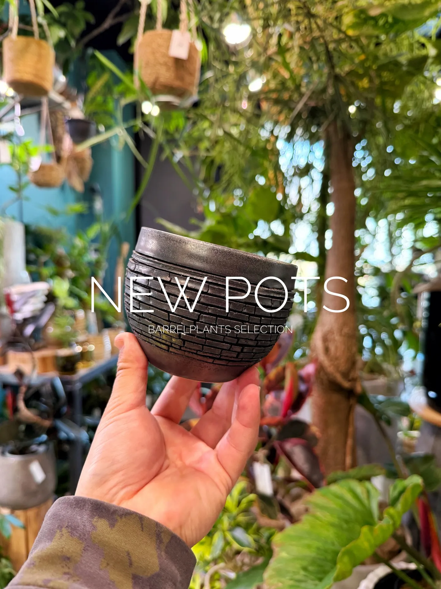 New Shigaraki Pot Collection