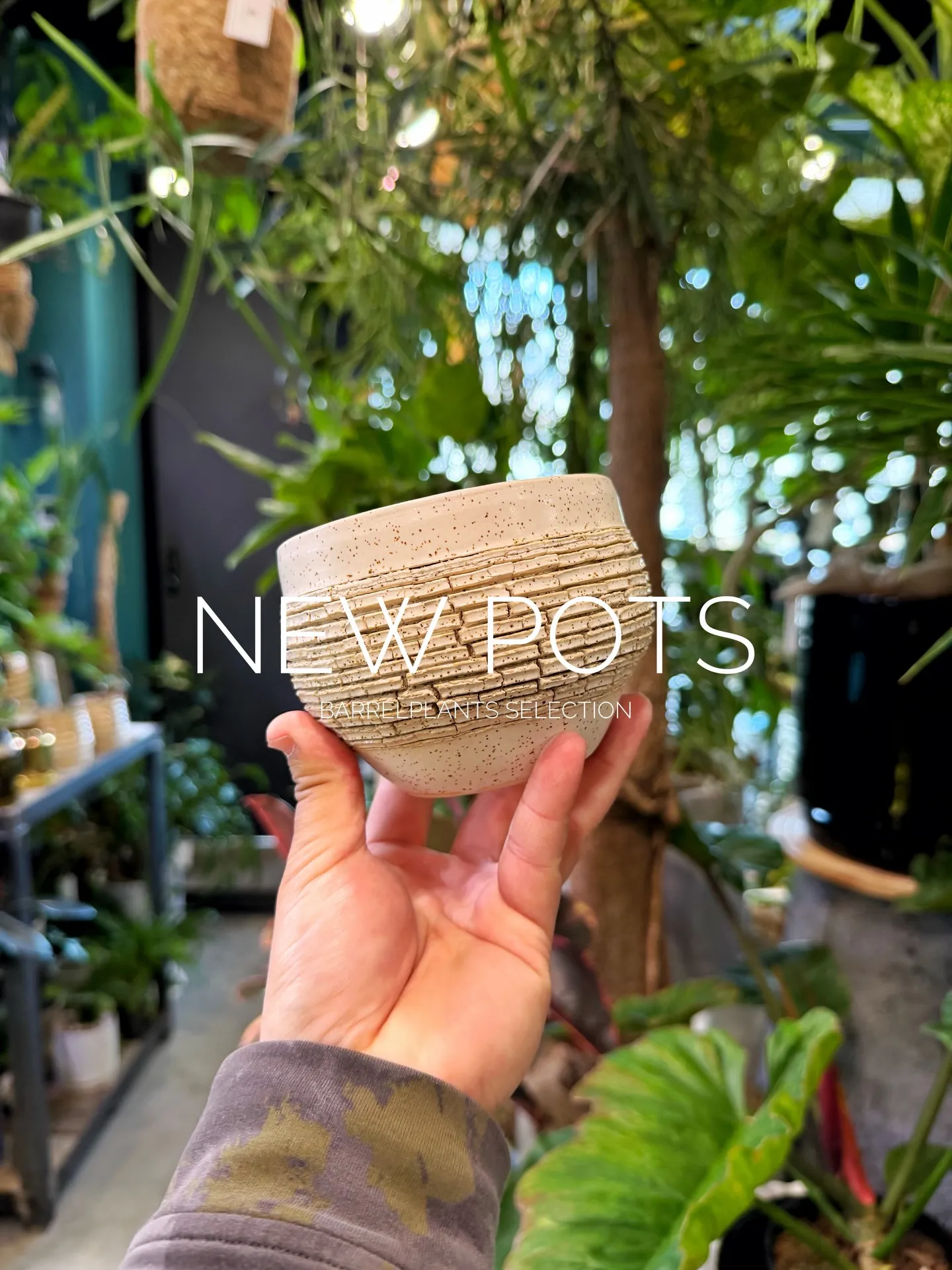 New Shigaraki Pot Collection