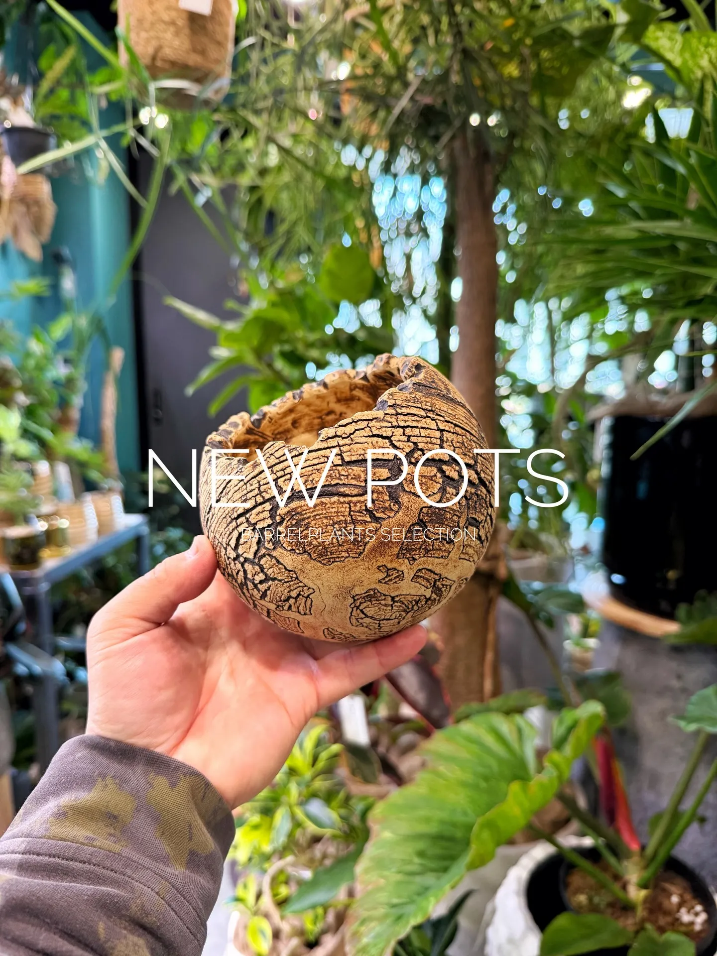 New Shigaraki Pot Collection