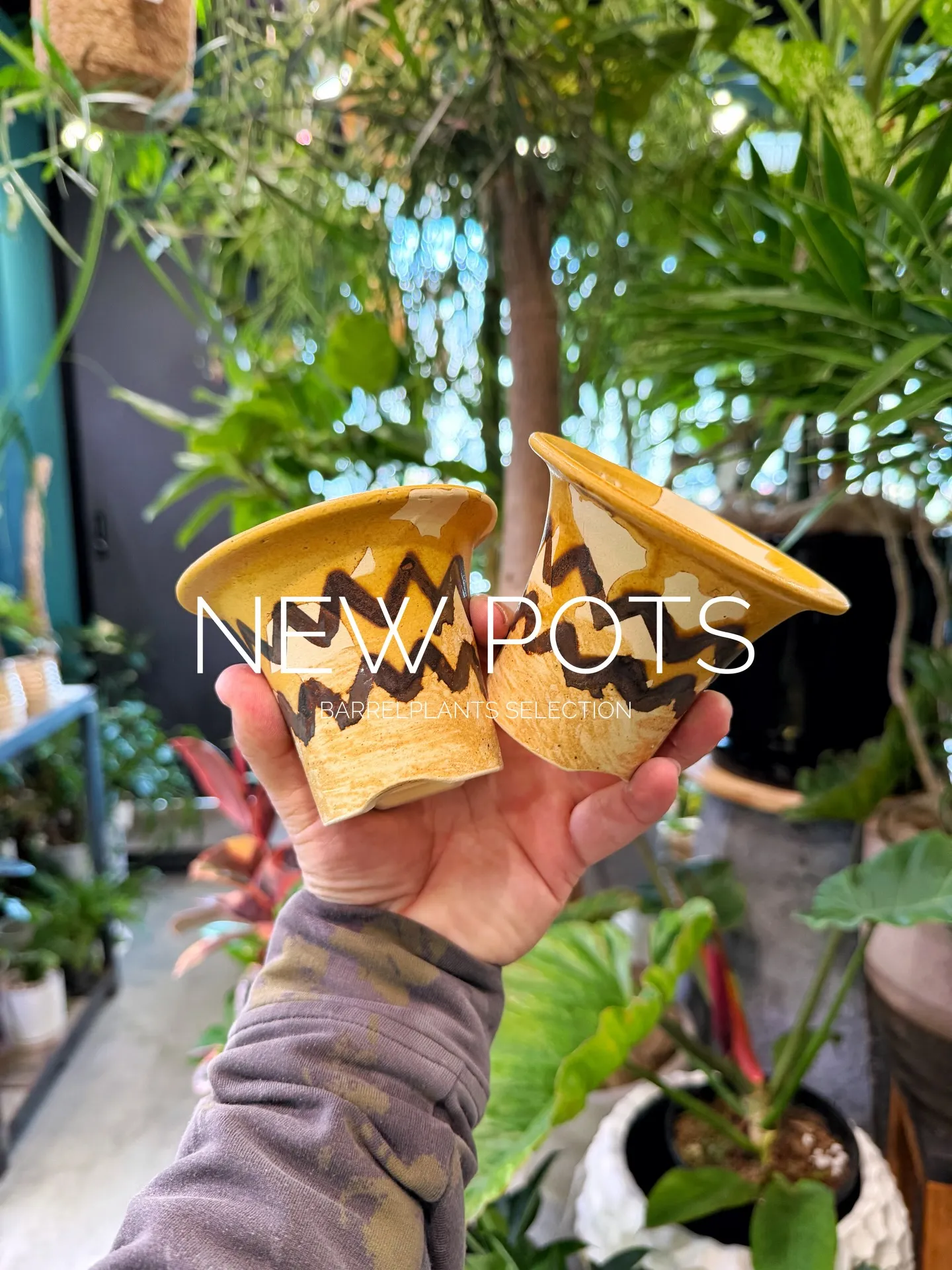 New Shigaraki Pot Collection