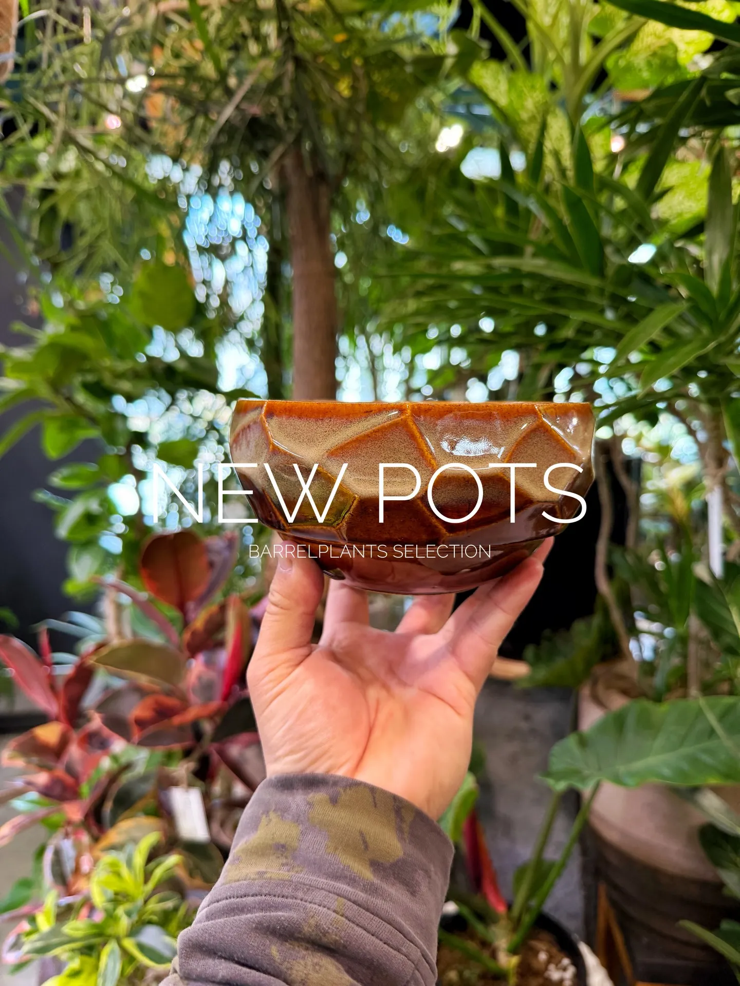 New Shigaraki Pot Collection