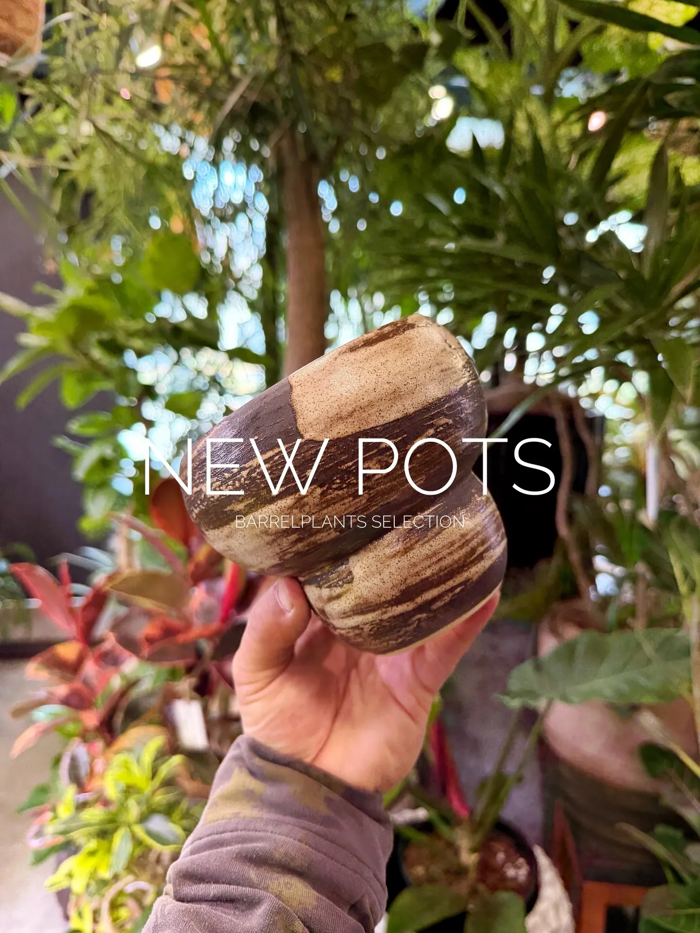New Shigaraki Pot Collection