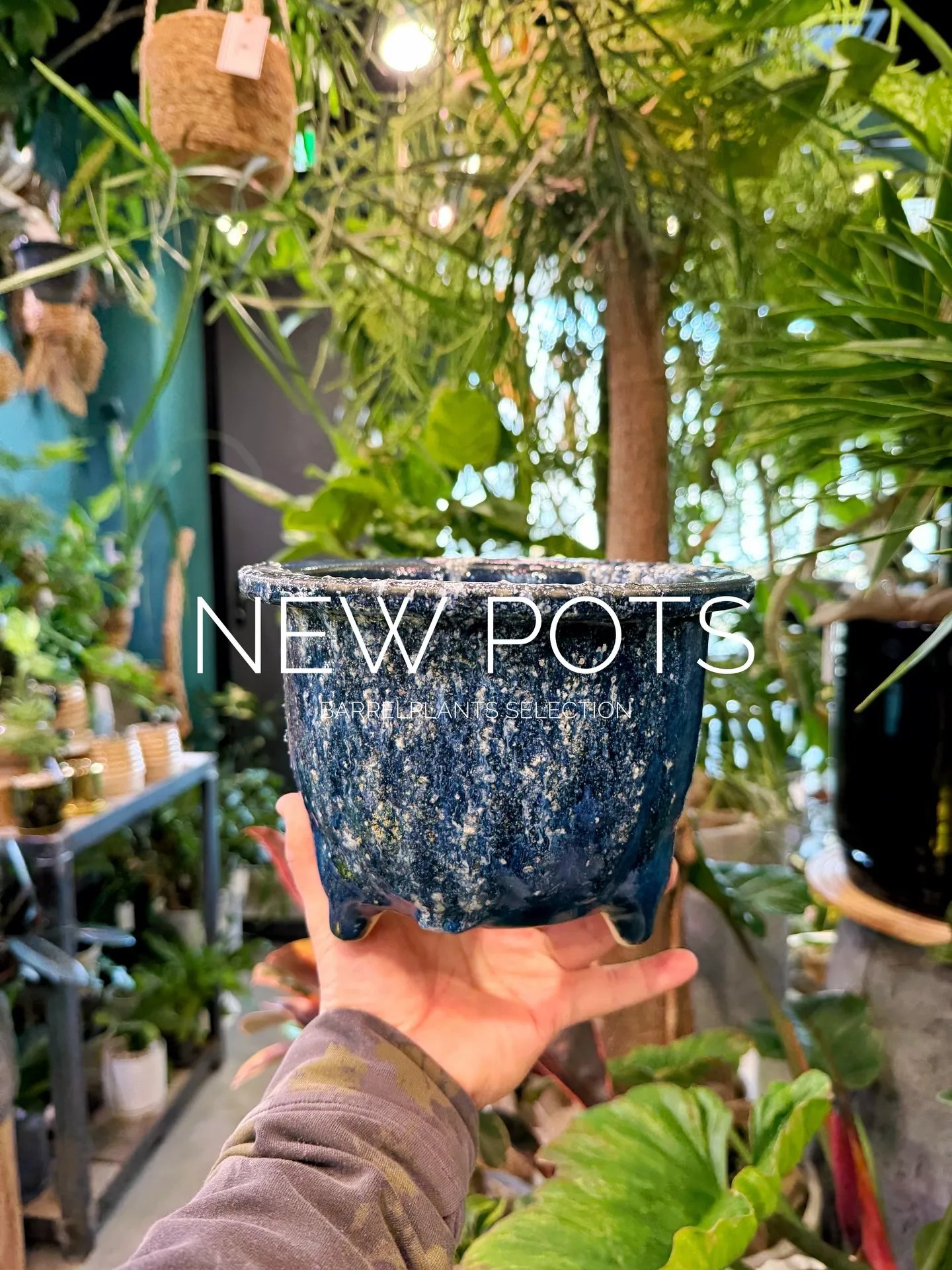 New Shigaraki Pot Collection
