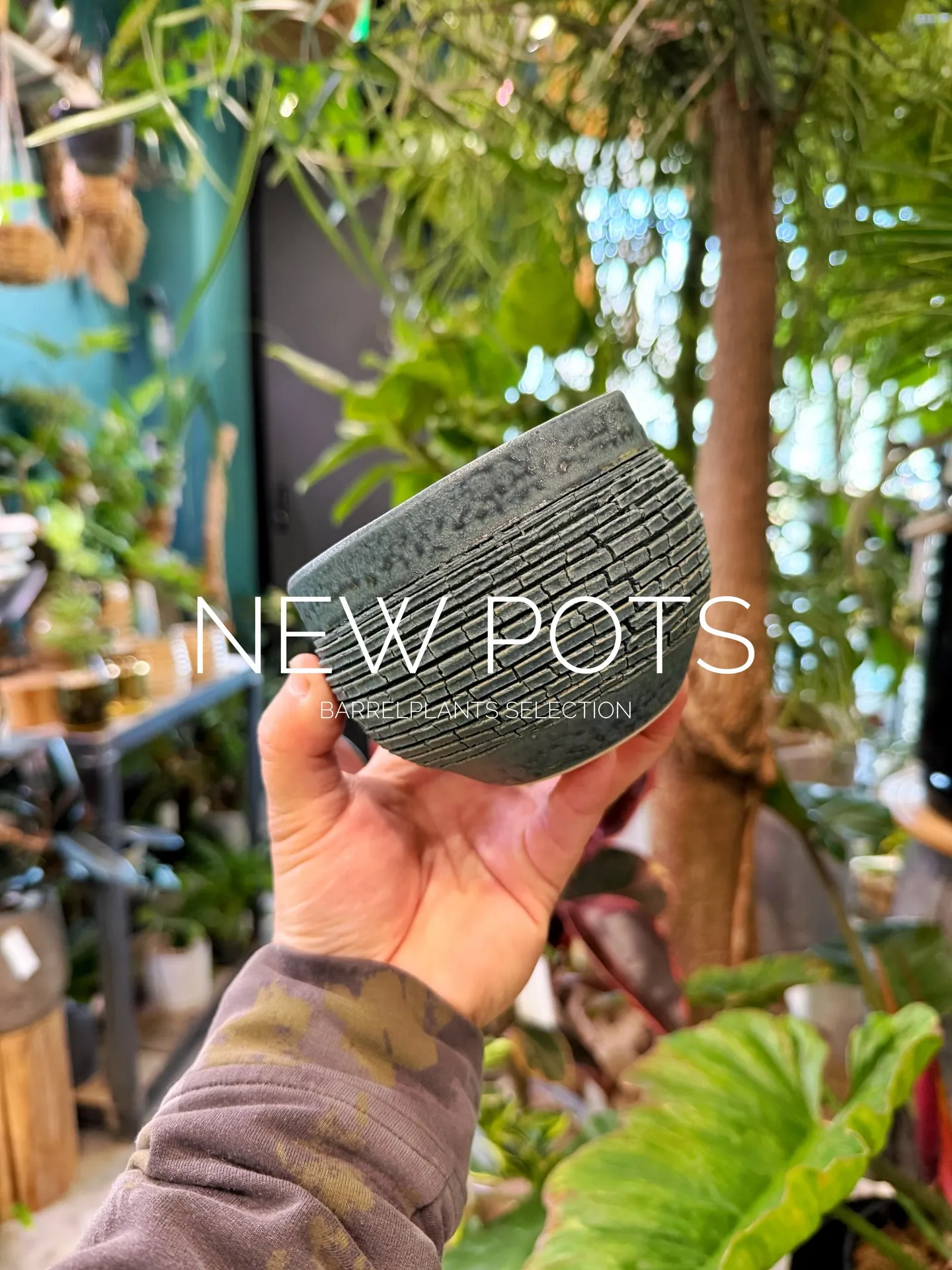 New Shigaraki Pot Collection