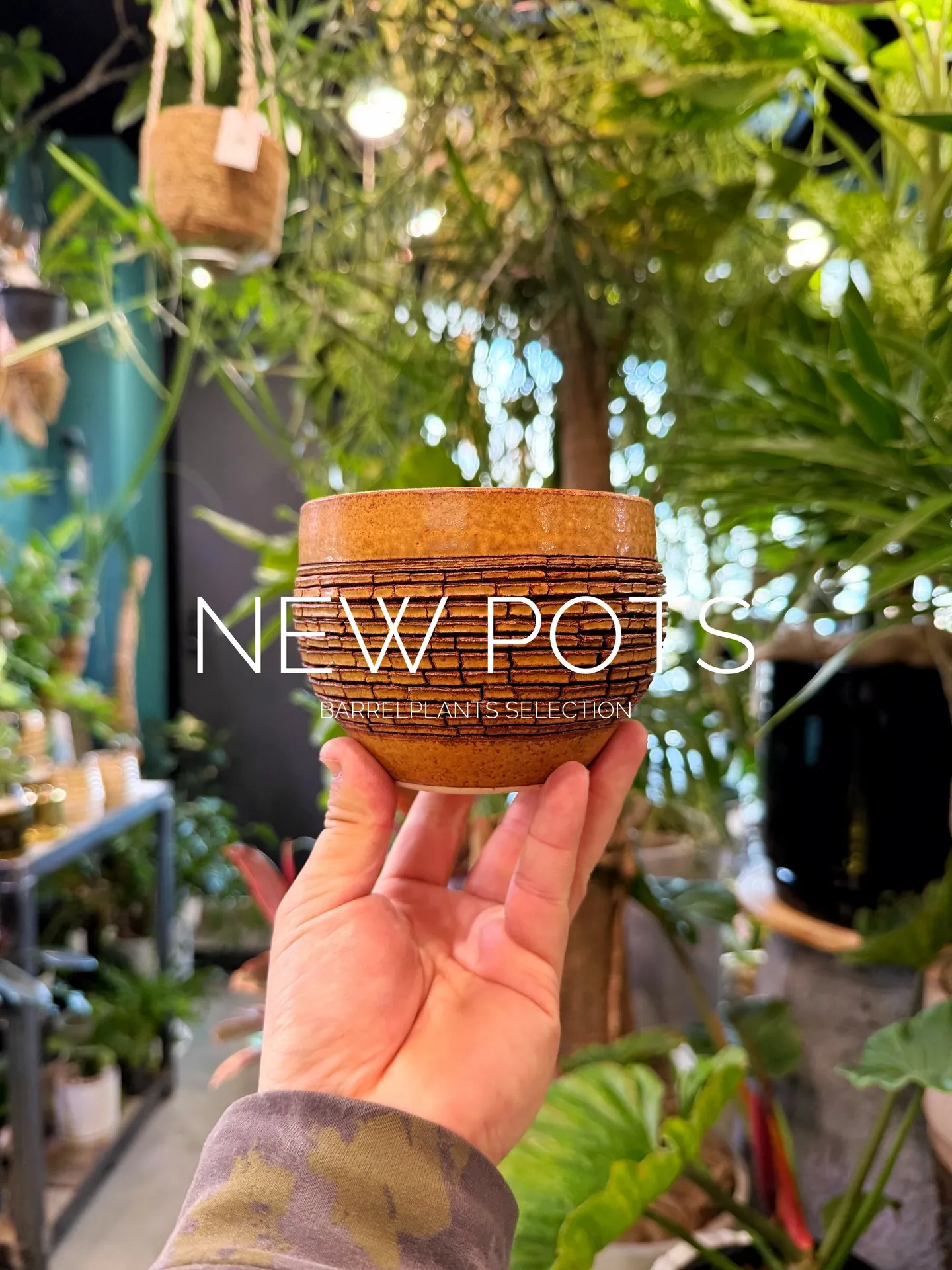 New Shigaraki Pot Collection