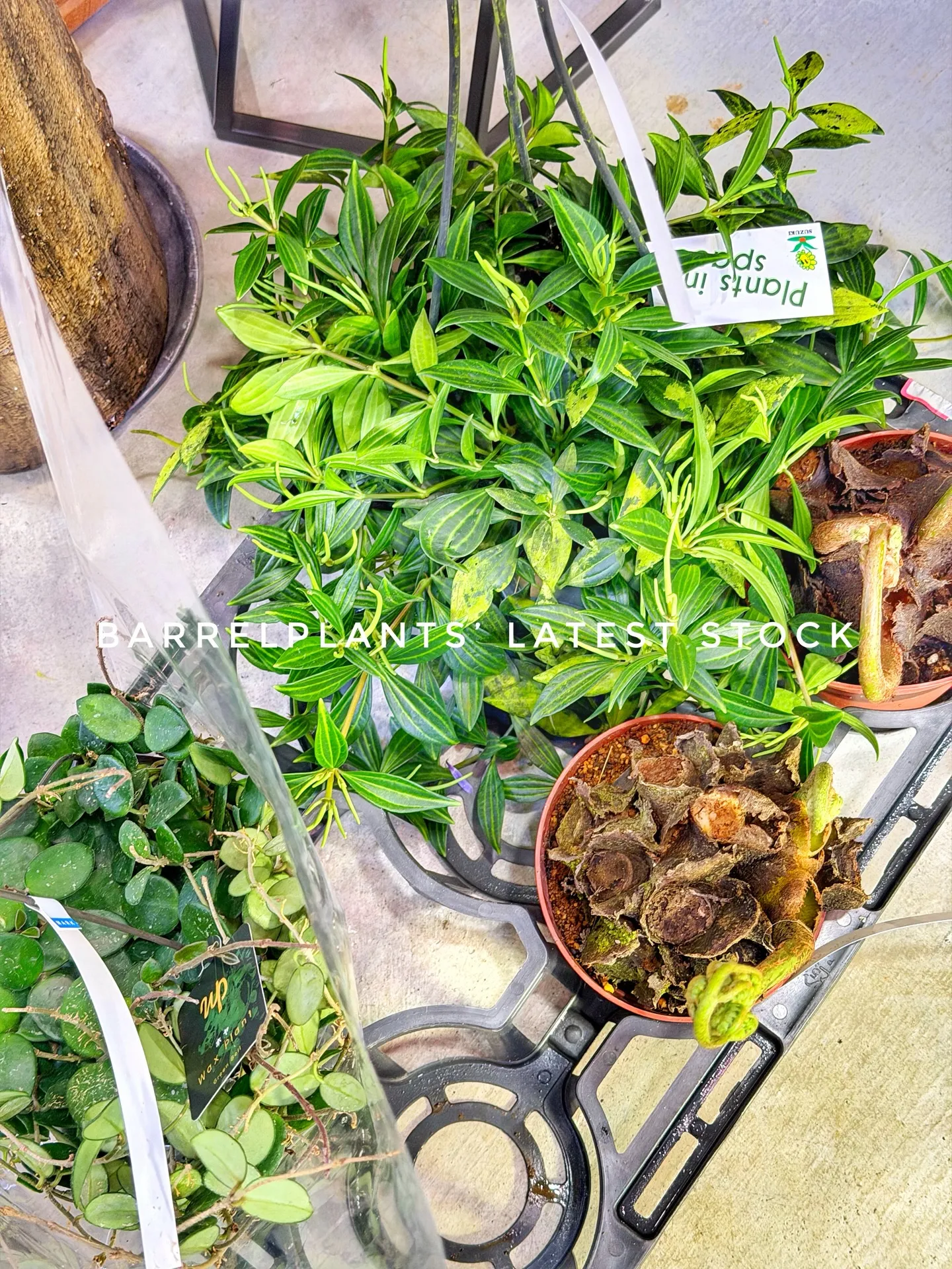 Today’s Fresh Finds — barrelpl...